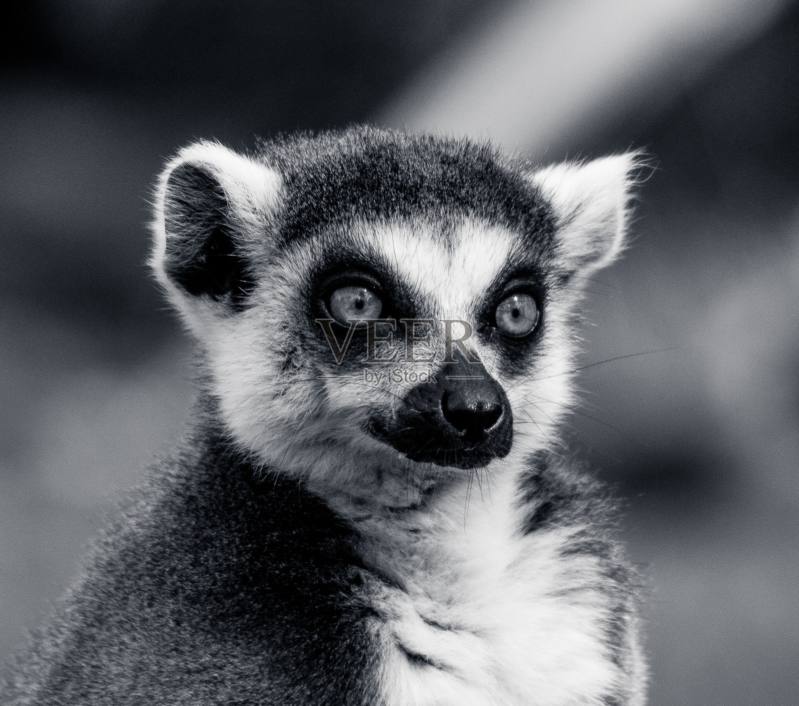 大眼睛狐猴照片摄影图片