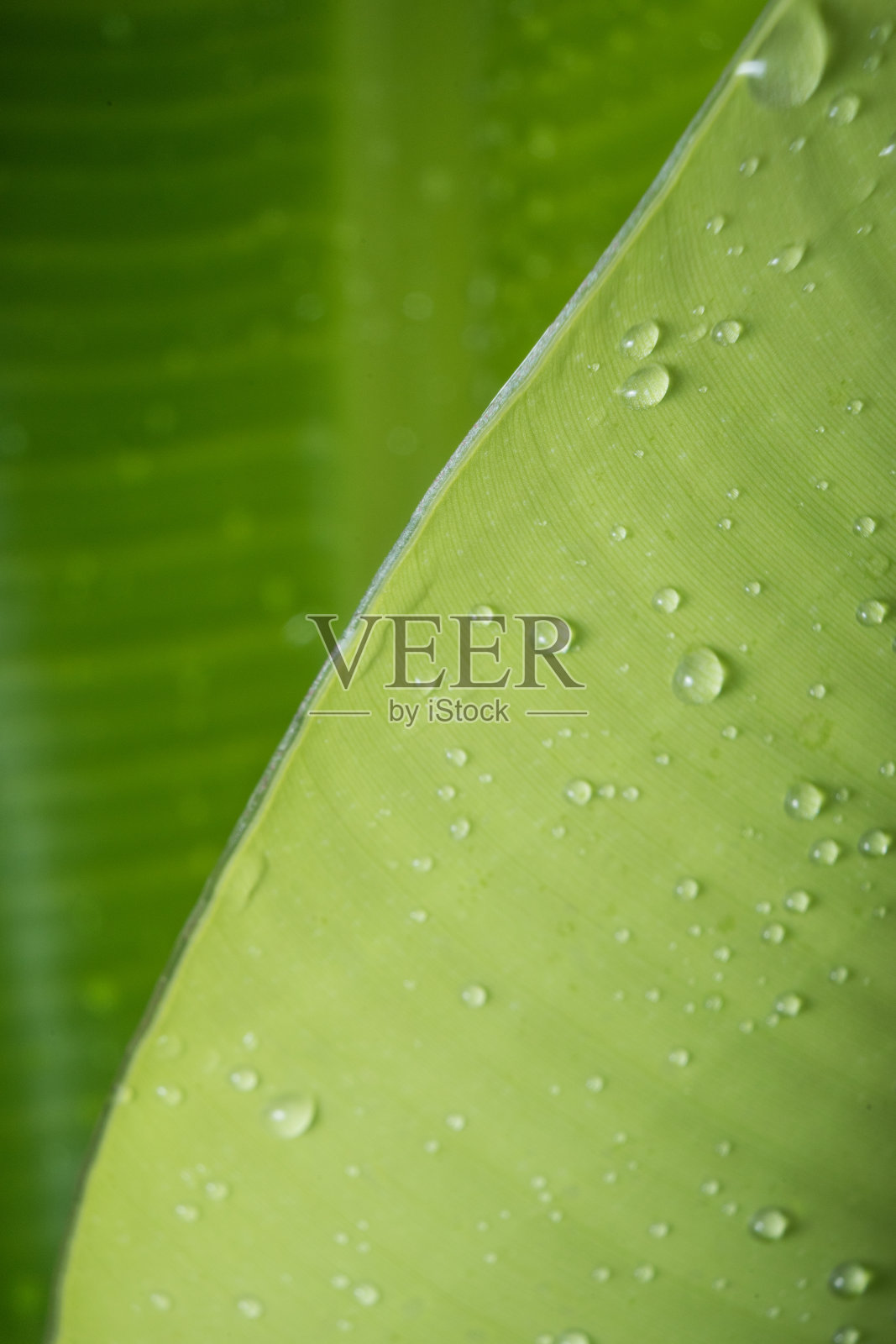 香蕉叶线条与水全帧从雨滴绿色特写细节纹理微距摄影背景照片摄影图片