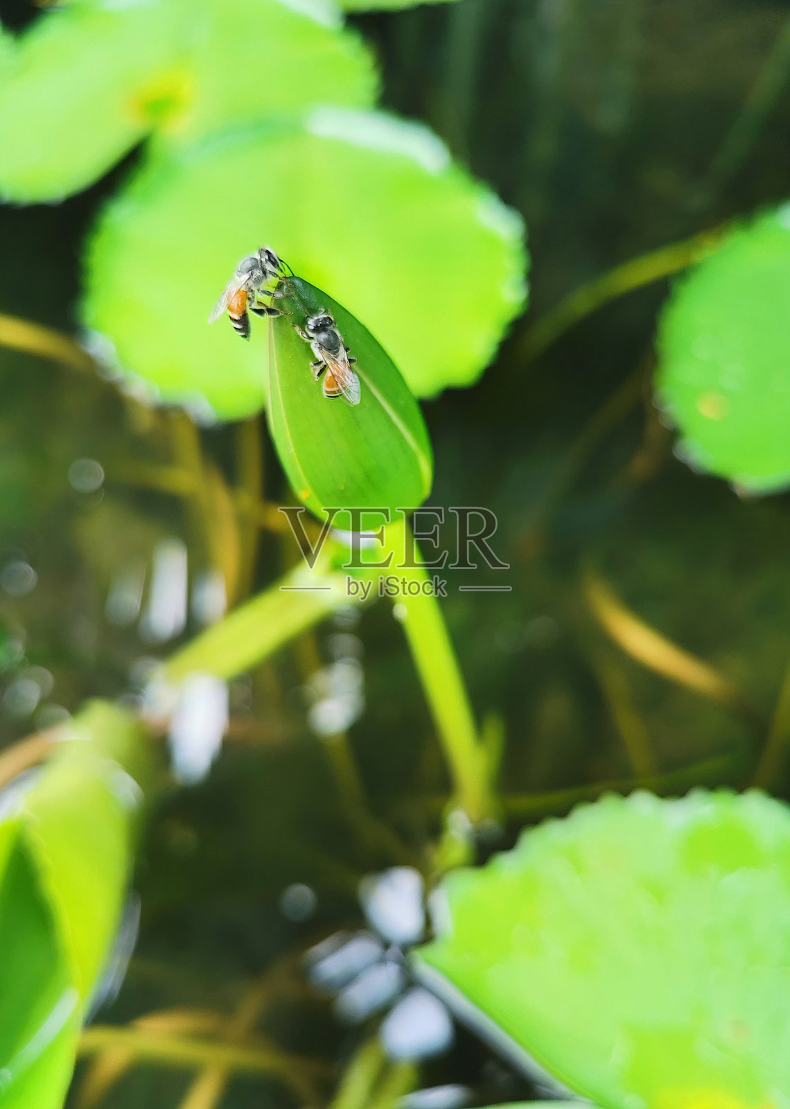 荷花，荷花照片摄影图片
