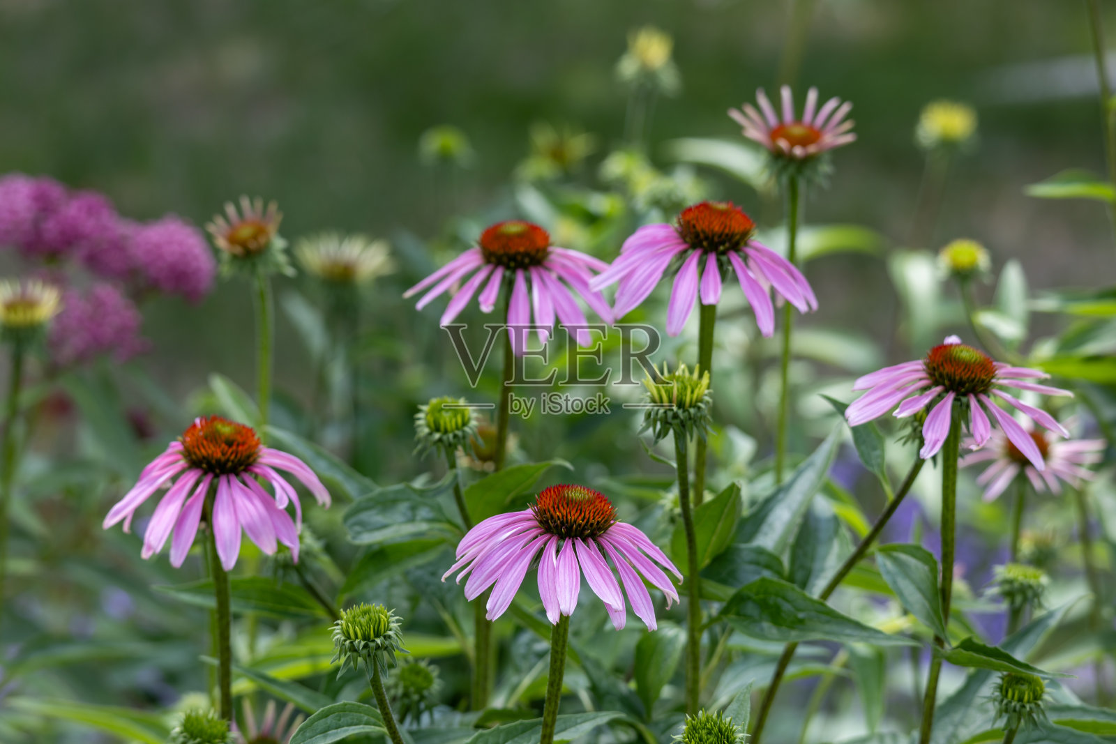 盛开的紫色圆锥花照片摄影图片