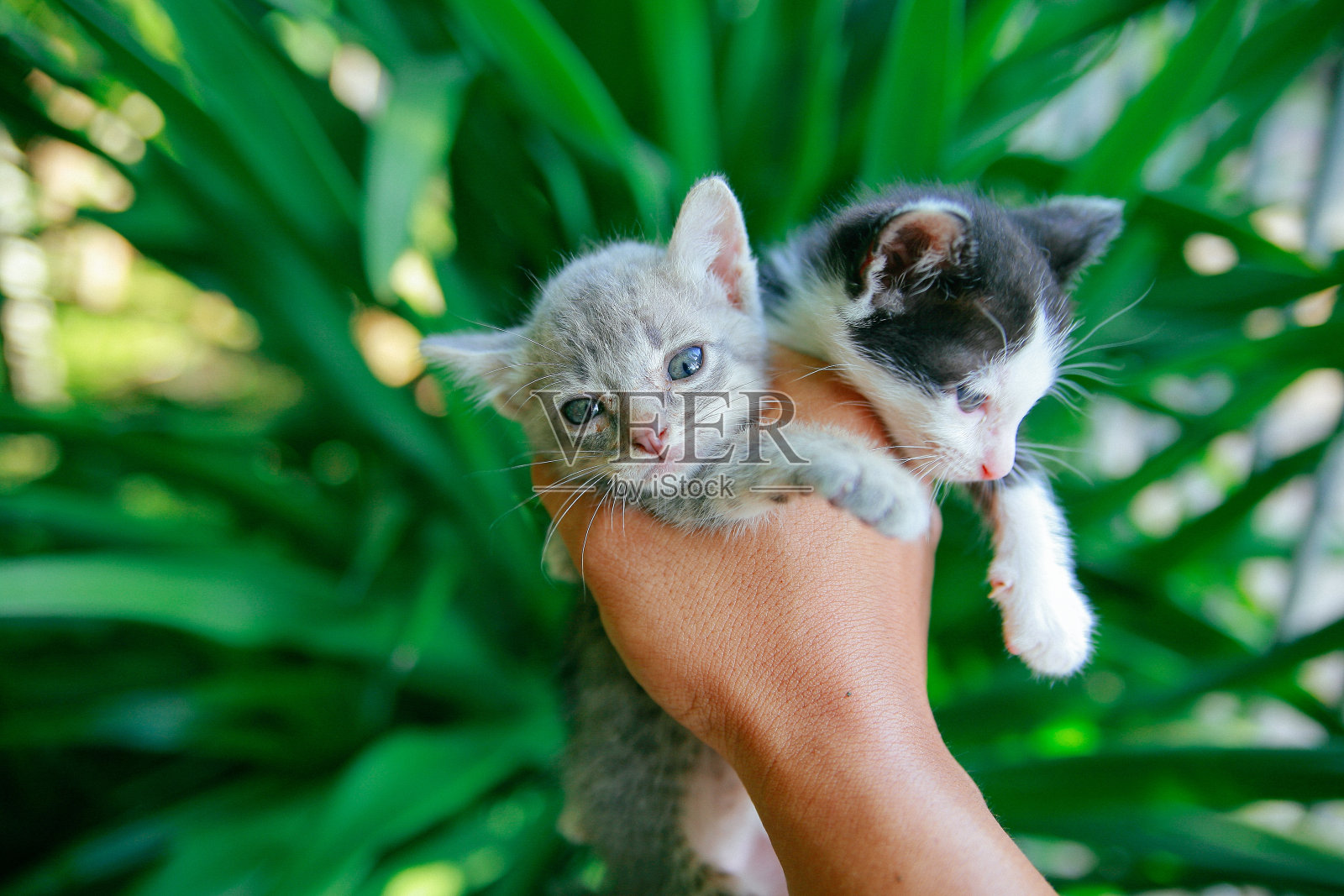 可爱的小猫照片摄影图片