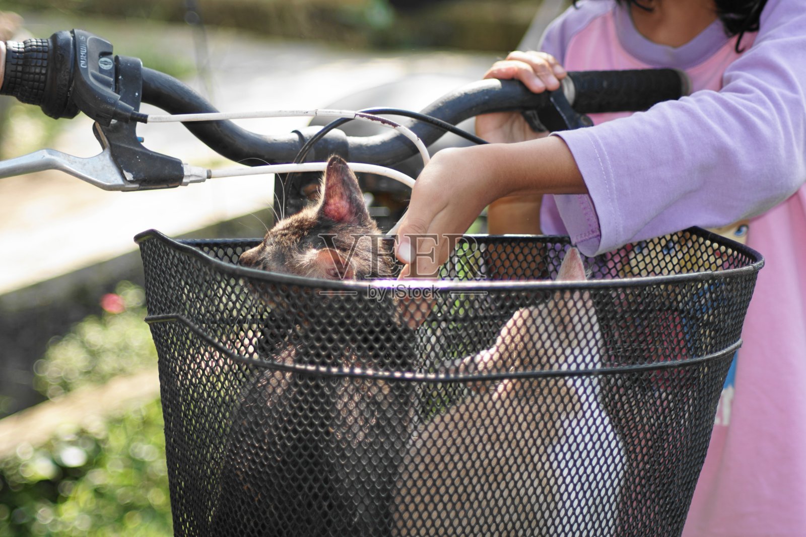 小女孩和小猫玩照片摄影图片