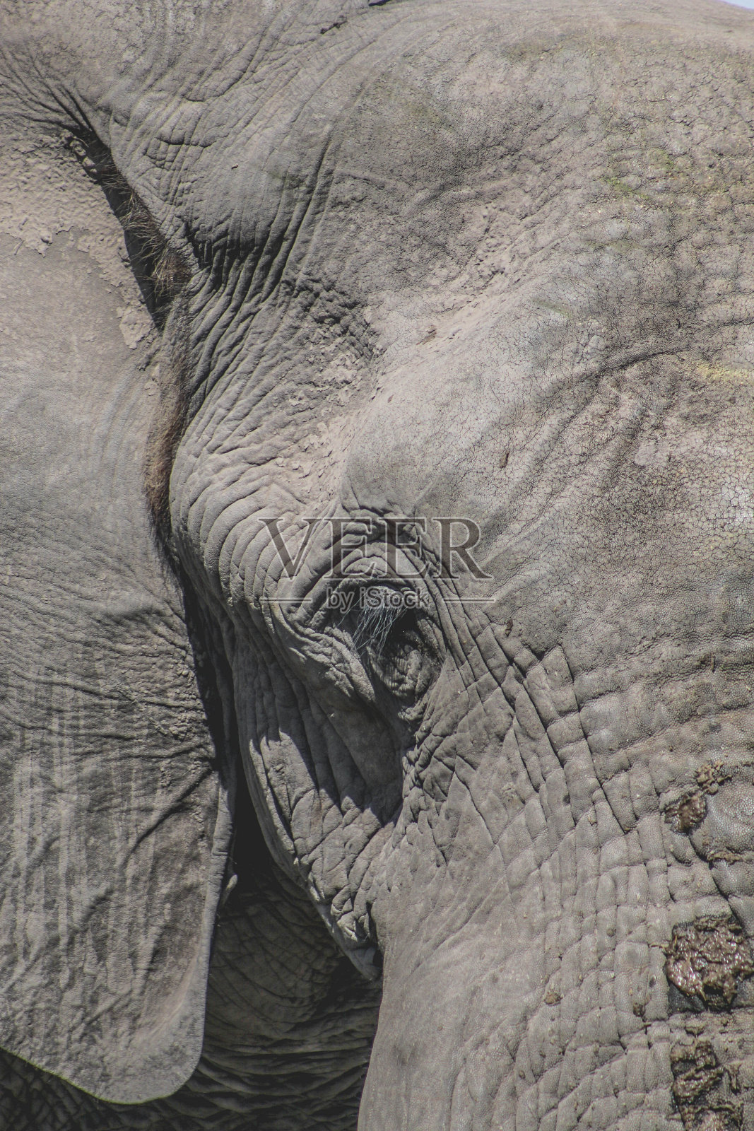 艾莉照片摄影图片
