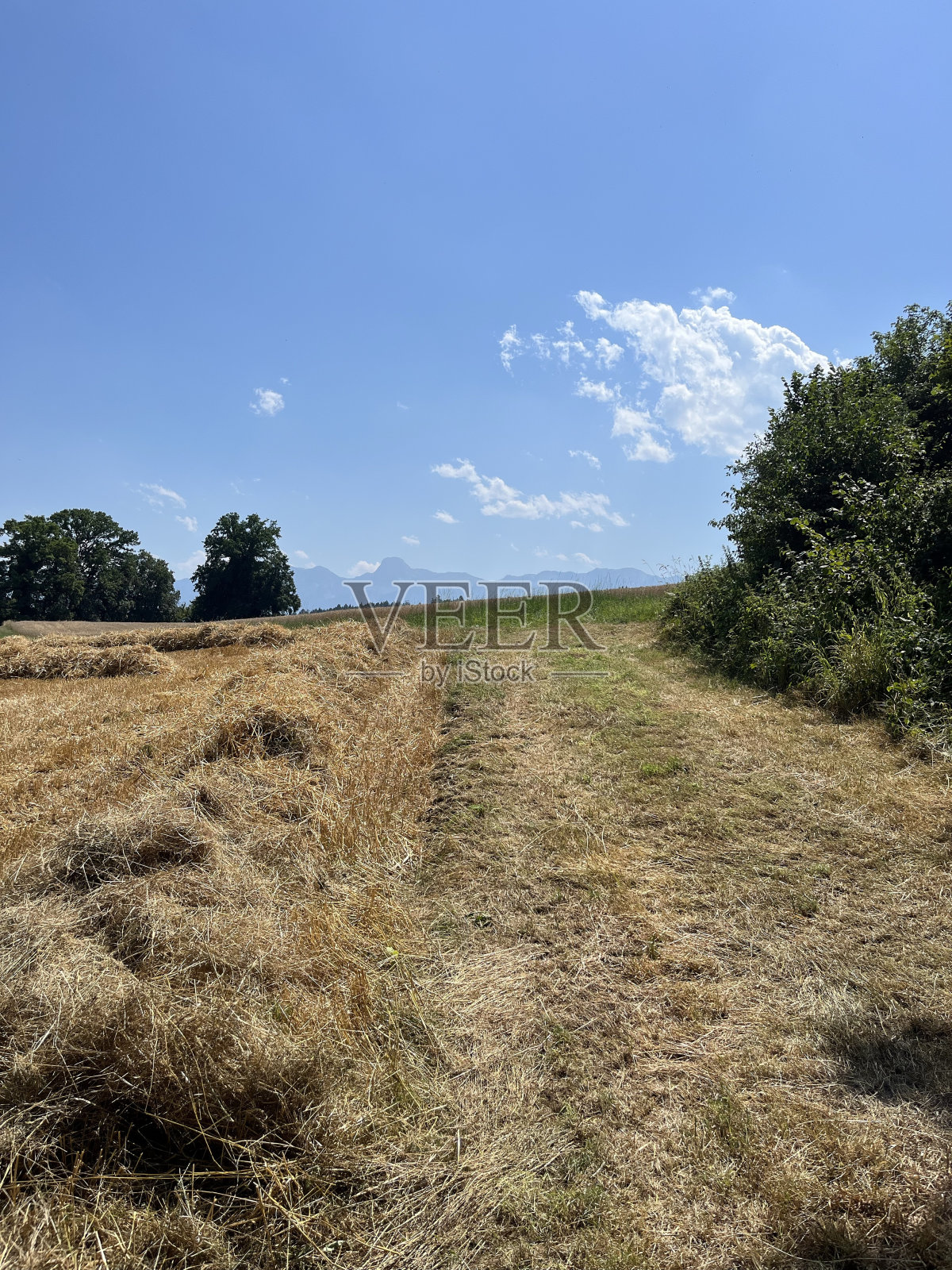 收获玉米田照片摄影图片