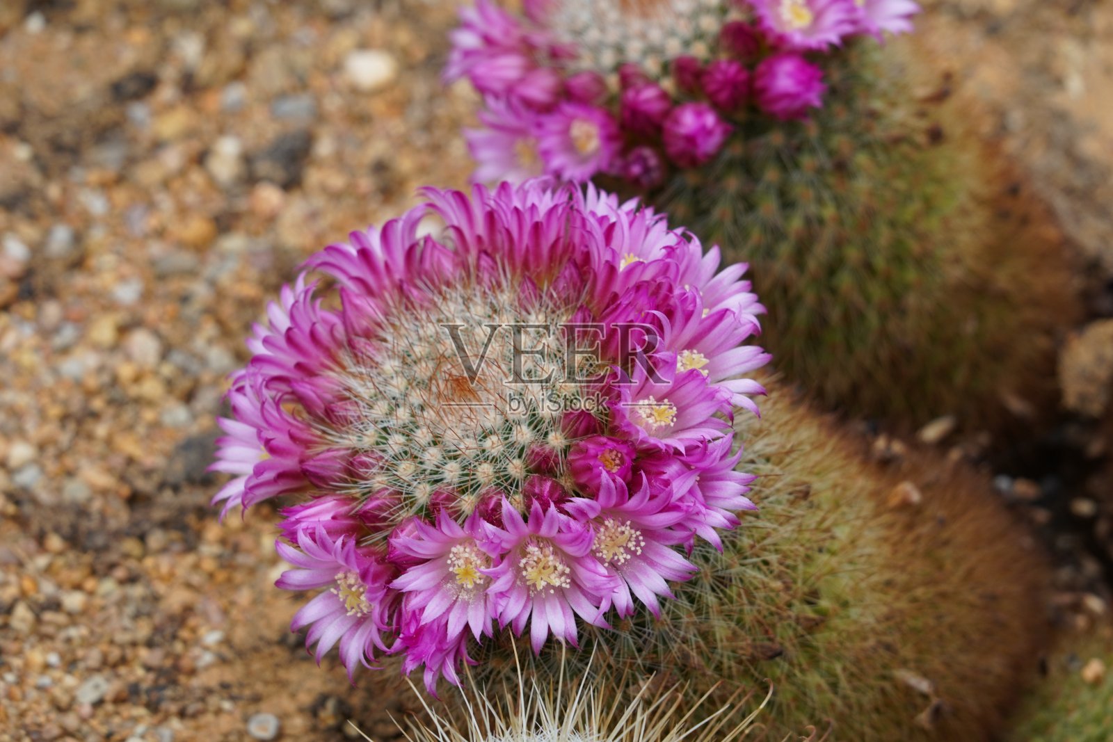 开花的仙人掌，拉丁语称为哺乳动物。在球形茎的顶端有莱拉花的乳晕。照片摄影图片