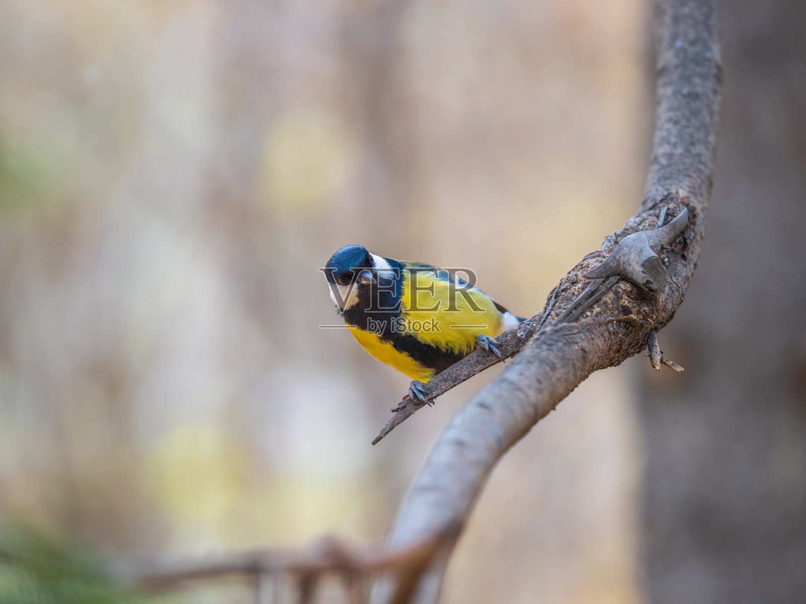 可爱的鸟儿大山雀，鸣禽坐在树枝上与模糊的背景照片摄影图片
