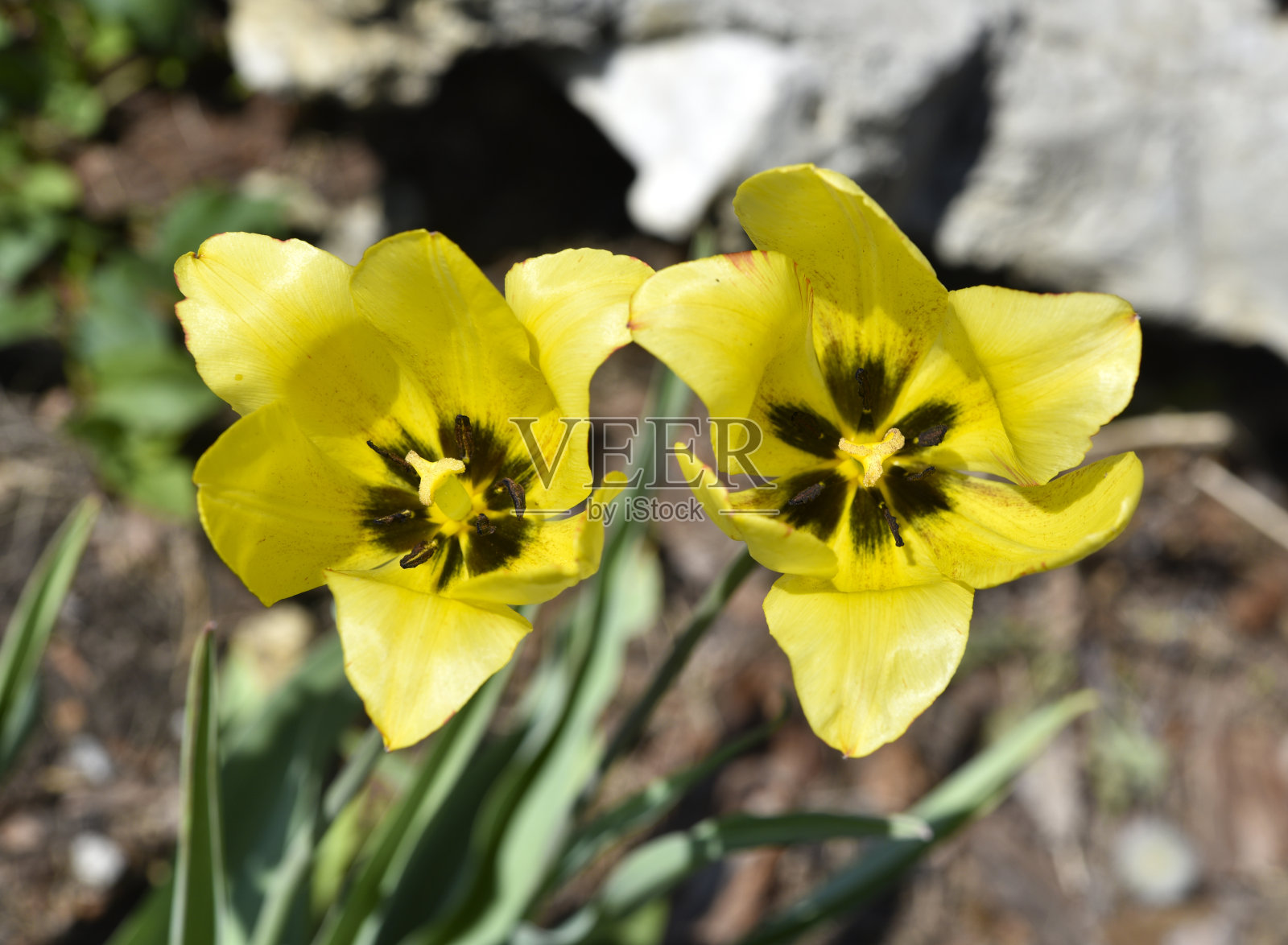 黄色多汁的郁金香花在下午。大的郁金香花。春天的花园。黄色的花朵。照片摄影图片