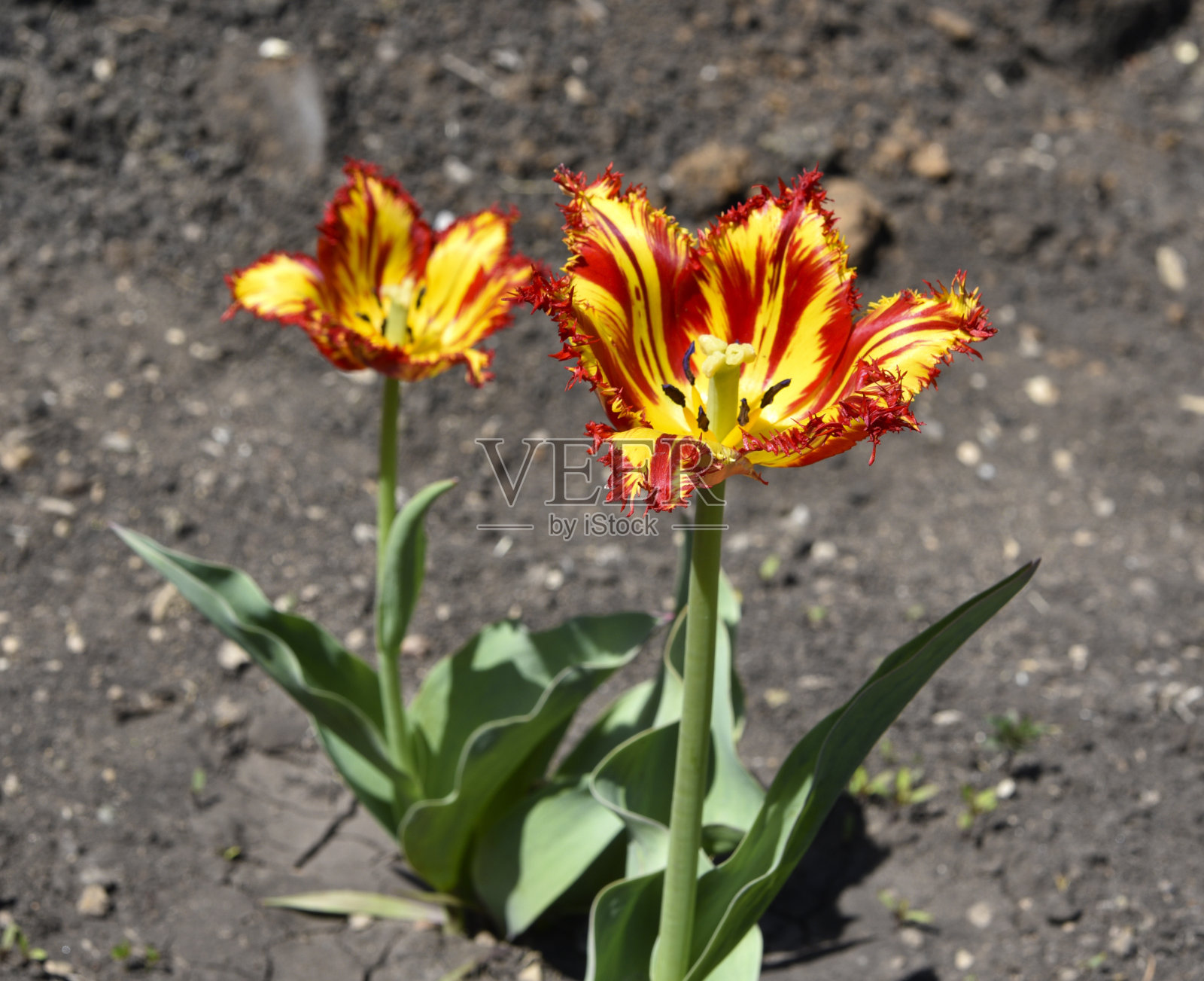 红色和黄色明亮的郁金香花在白天。大的郁金香花。春天的花园。照片摄影图片