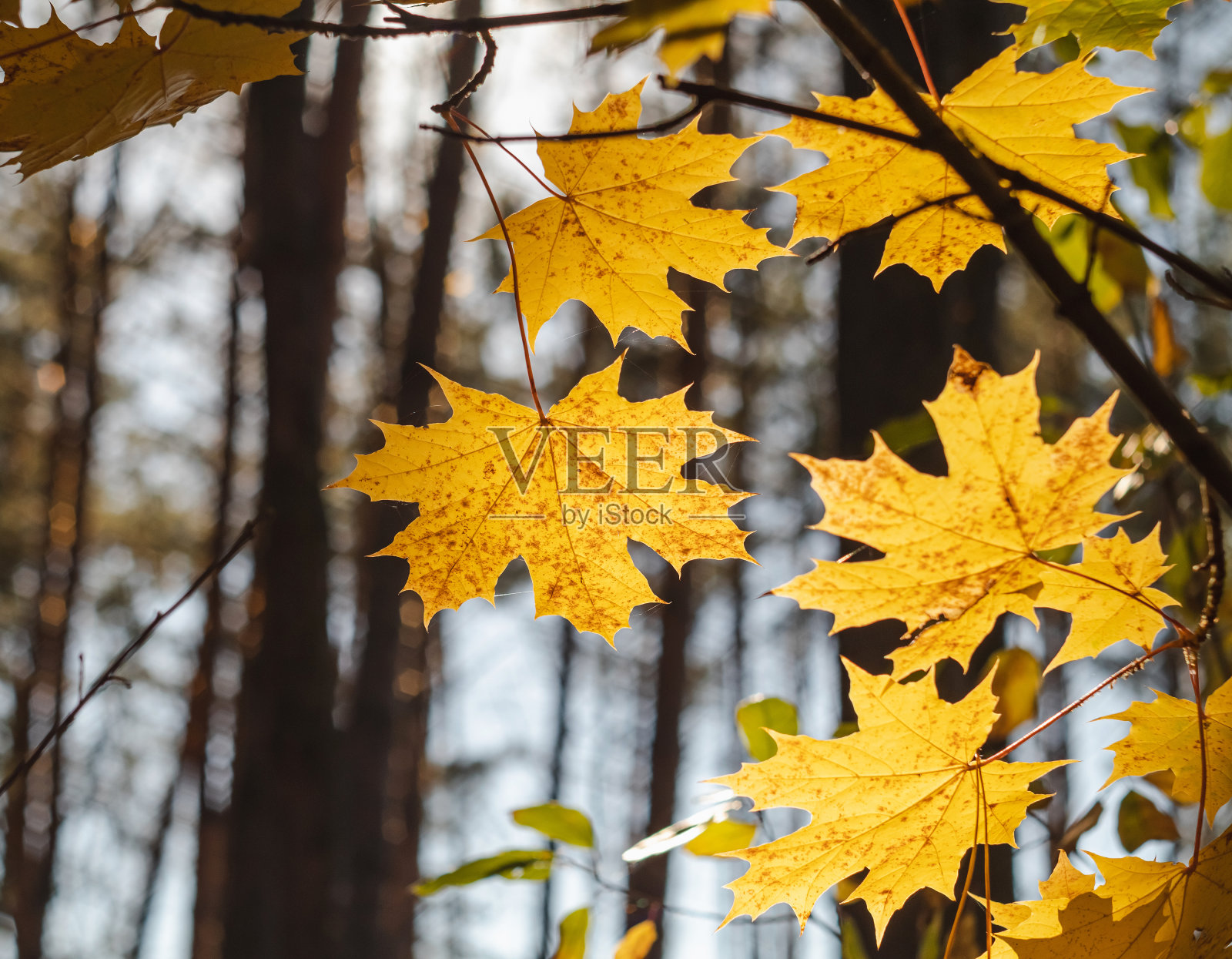 秋天的森林里有枫树。亮黄色的叶子靠近了。照片摄影图片