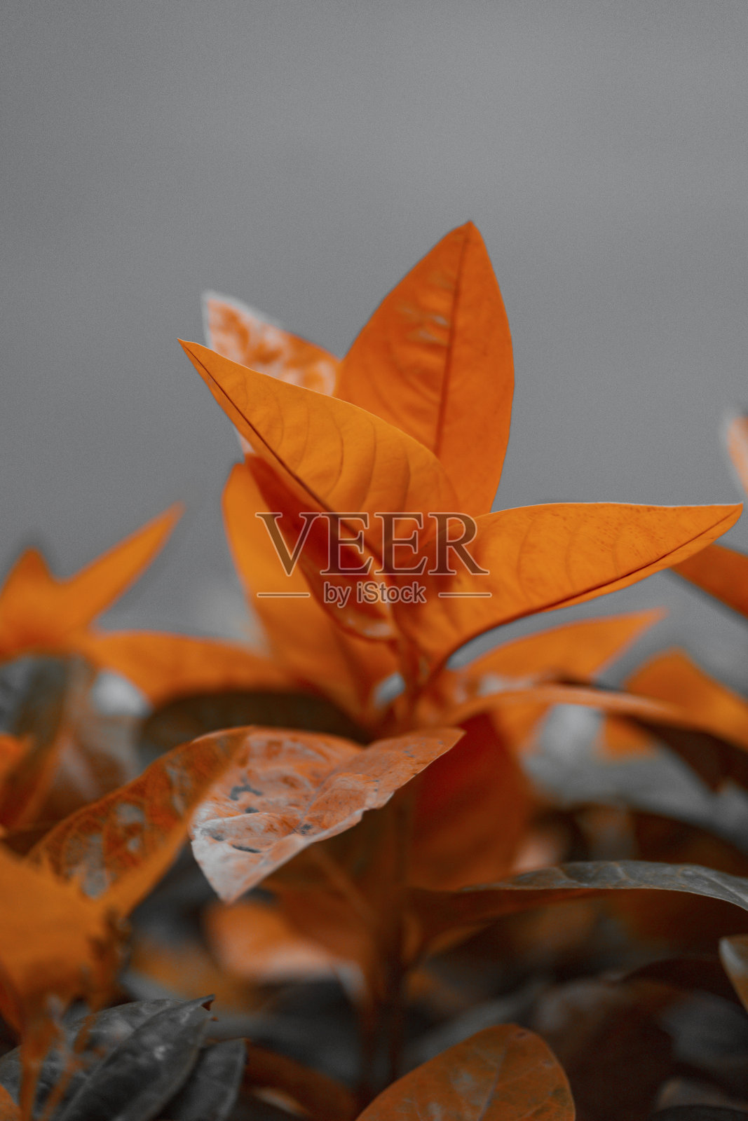 夏威夷火奴鲁鲁照片摄影图片