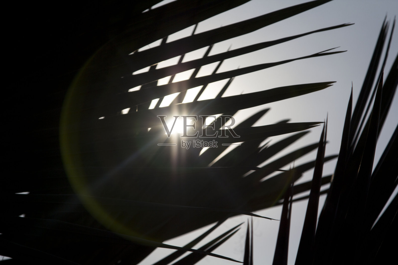 棕榈树，绿色的大象和非常大的叶子，叶子上有许多直线，种植出售，美化了花园。照片摄影图片