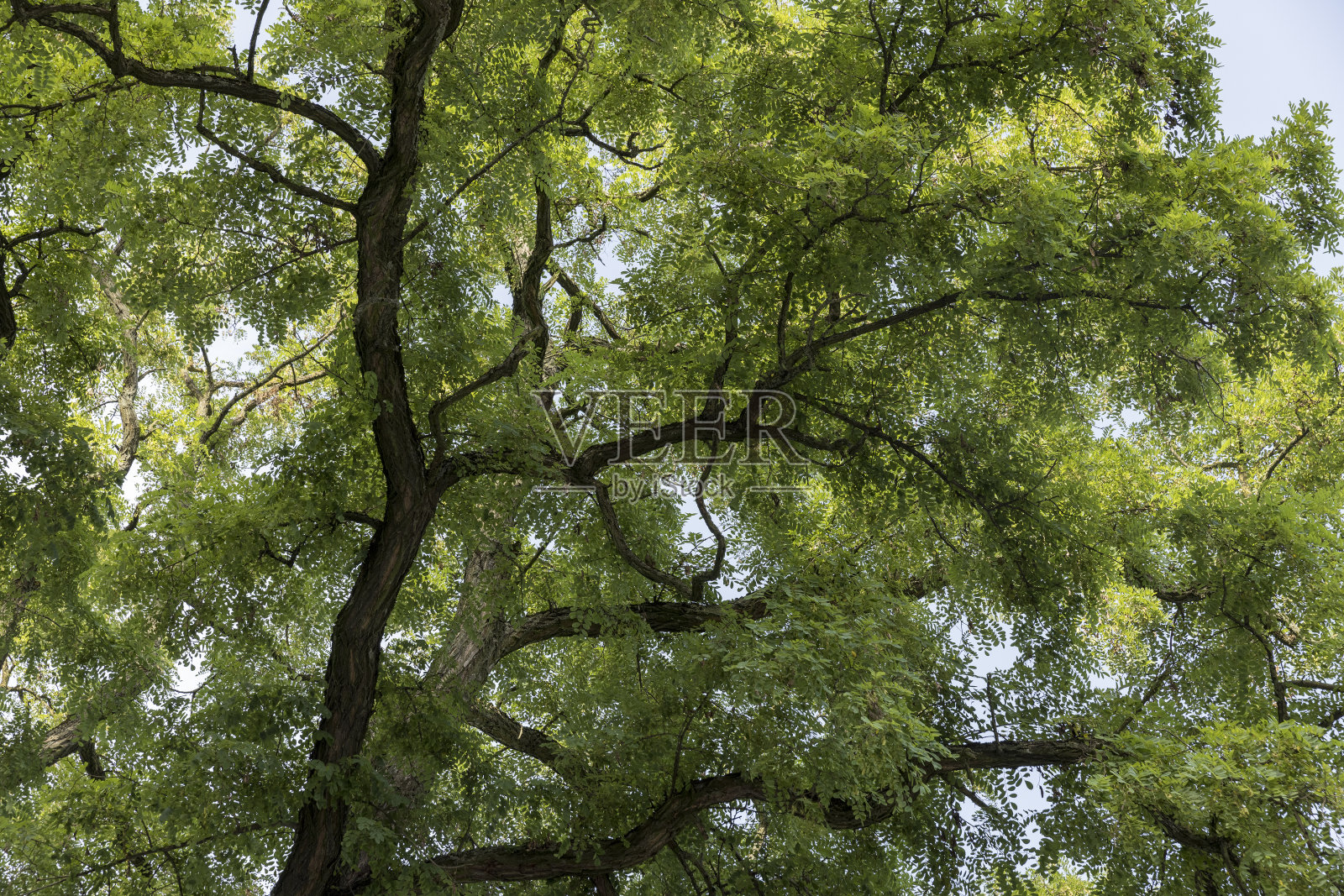 不同的树在森林里一起生长照片摄影图片