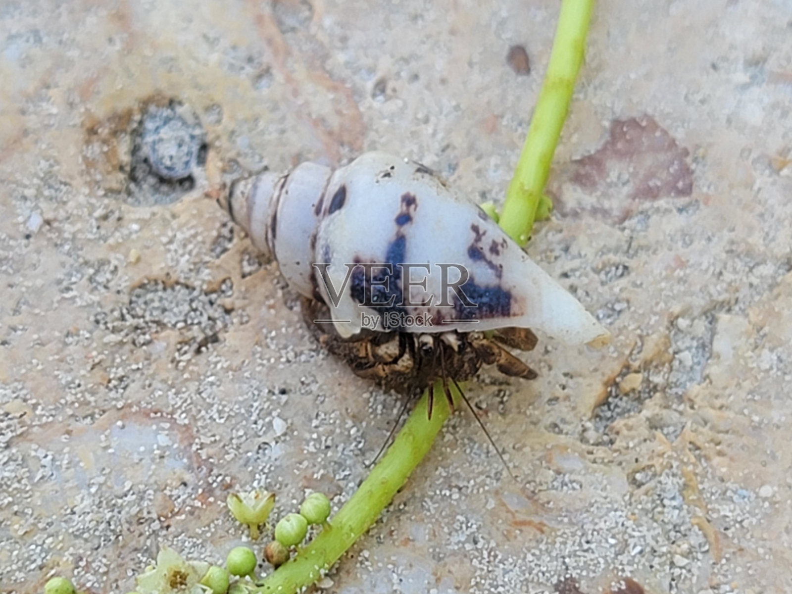 蟹照片摄影图片