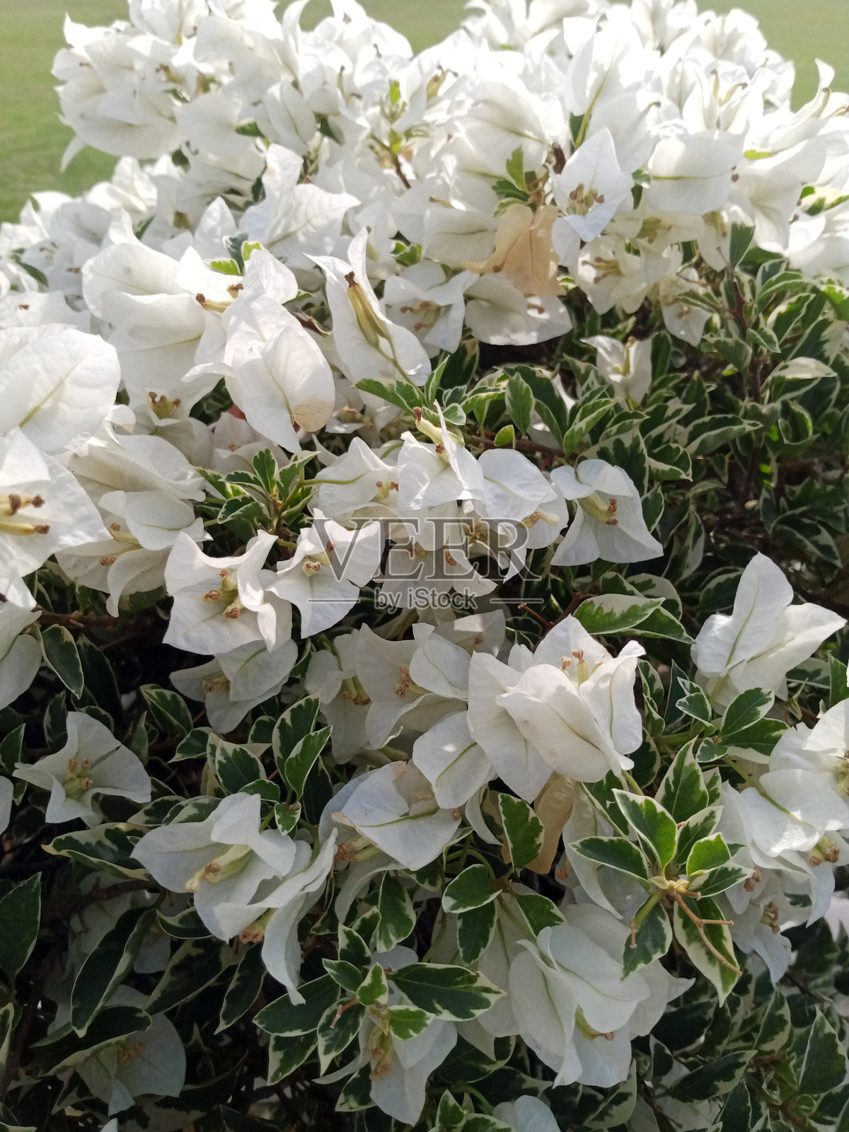 美丽的白色叶子和花朵照片摄影图片