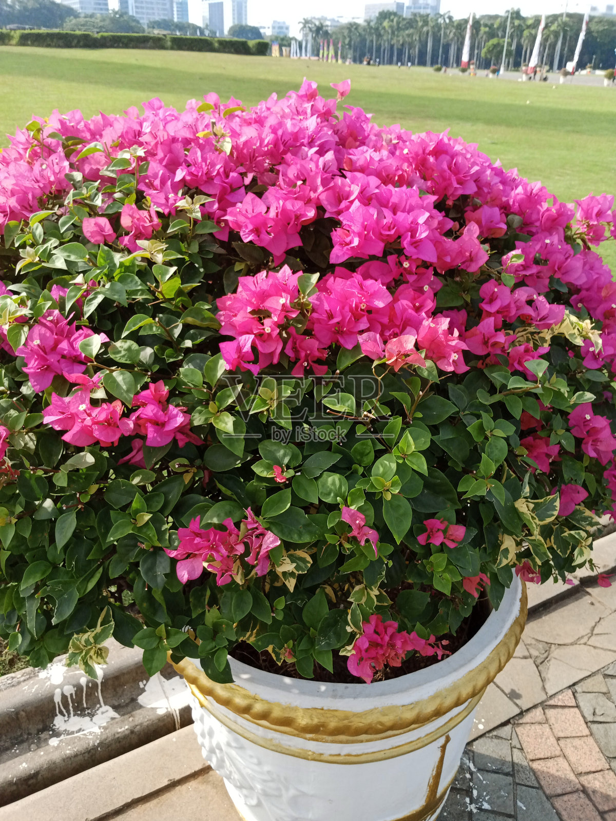 我从莫纳斯公园拿到了这张漂亮的花照照片摄影图片