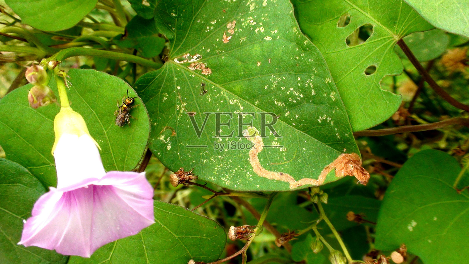 inseto vespa - 膜翅目照片摄影图片