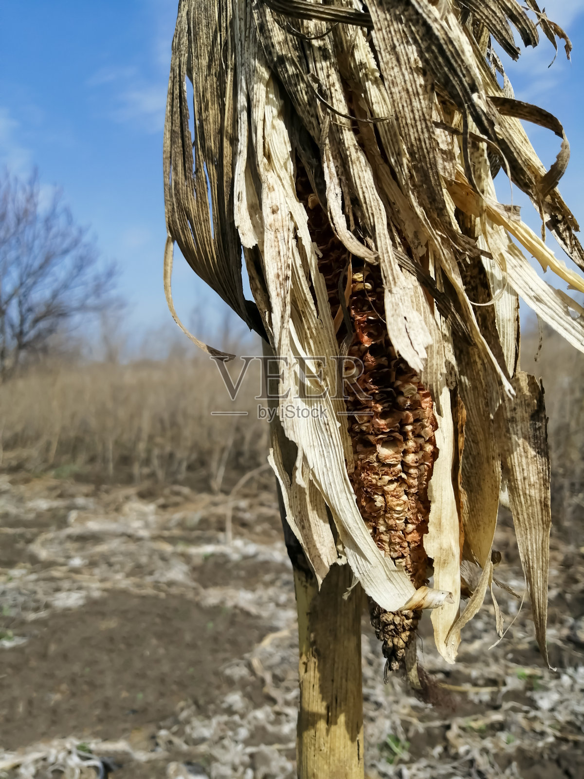 田里把玉米顶晒干。早春时在茎上干的玉米穗。垂直的照片。照顾玉米地。照片摄影图片