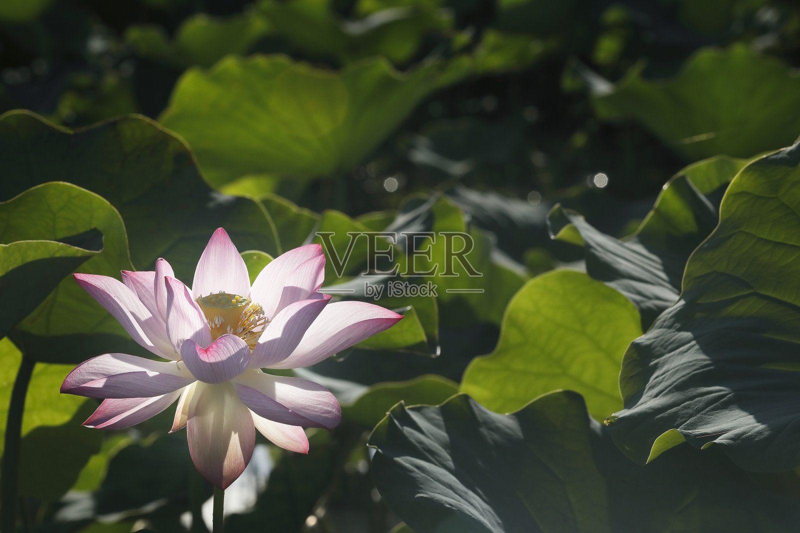 荷花在日本照片摄影图片