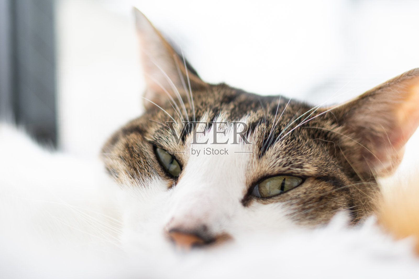 沉睡的猫照片摄影图片