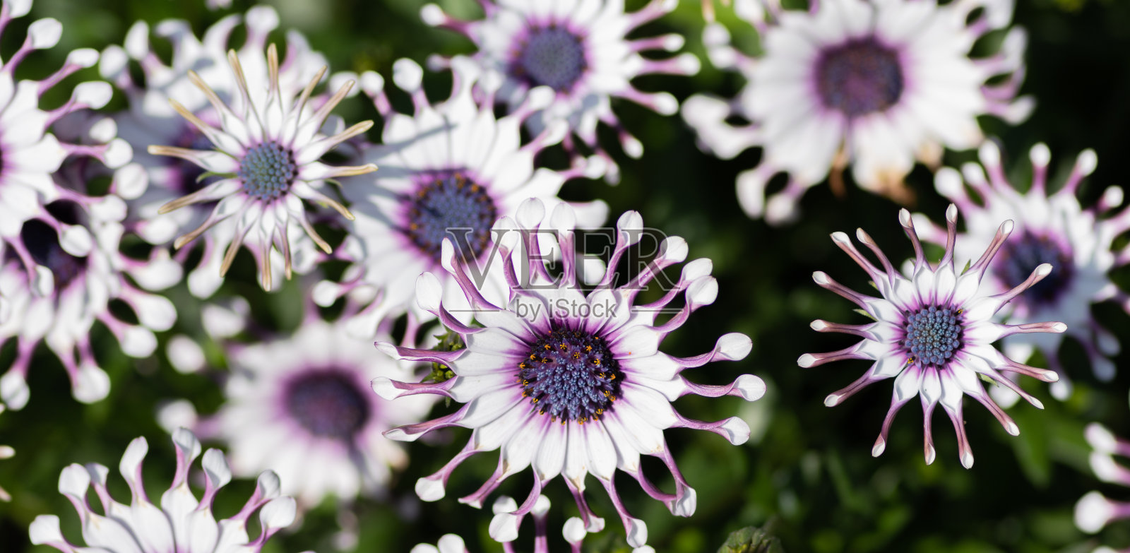 白色的花照片摄影图片