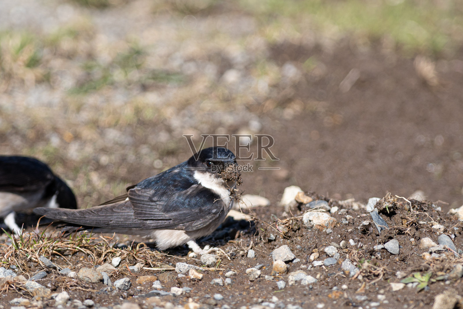 吞下照片摄影图片