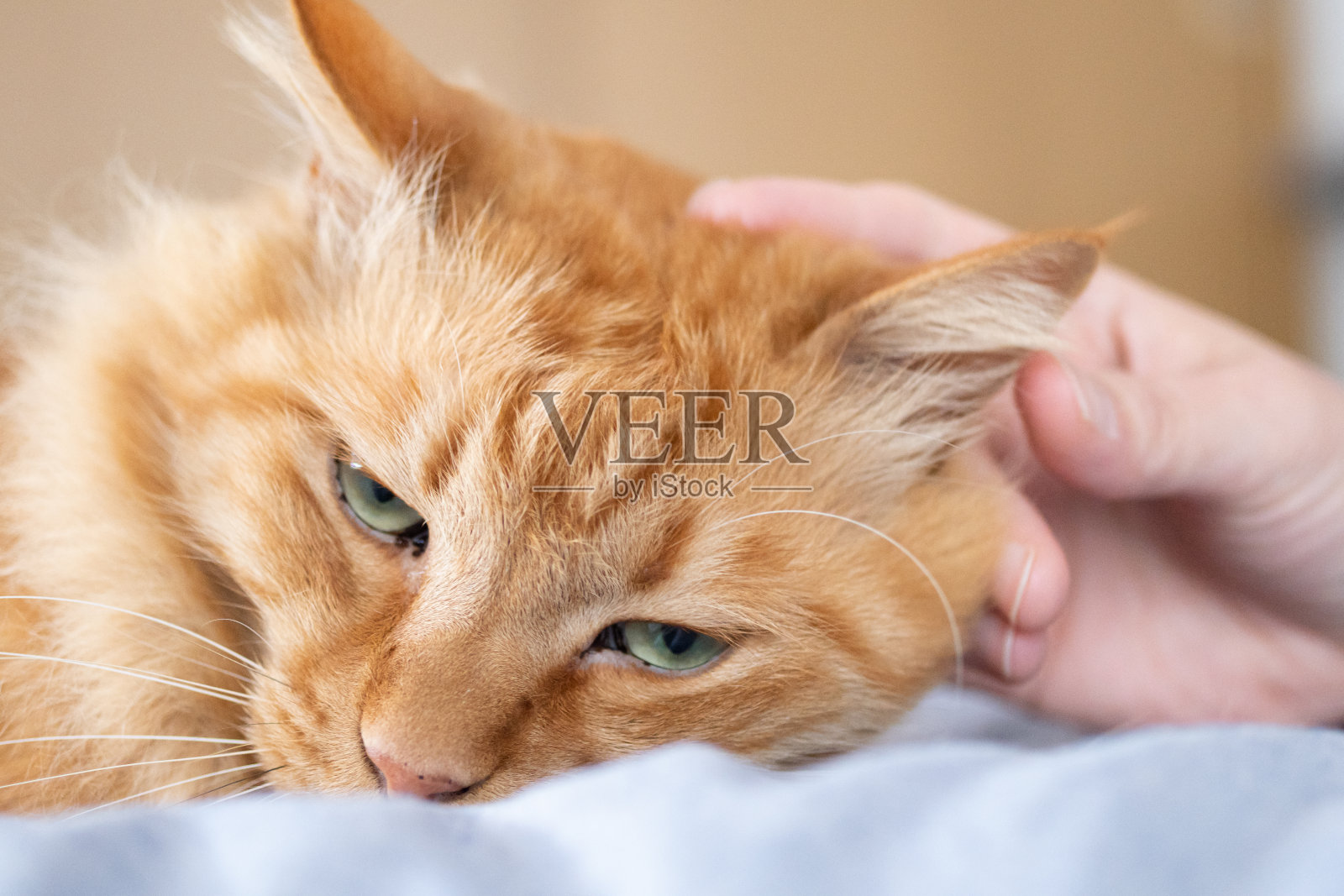 触摸猫咪照片摄影图片