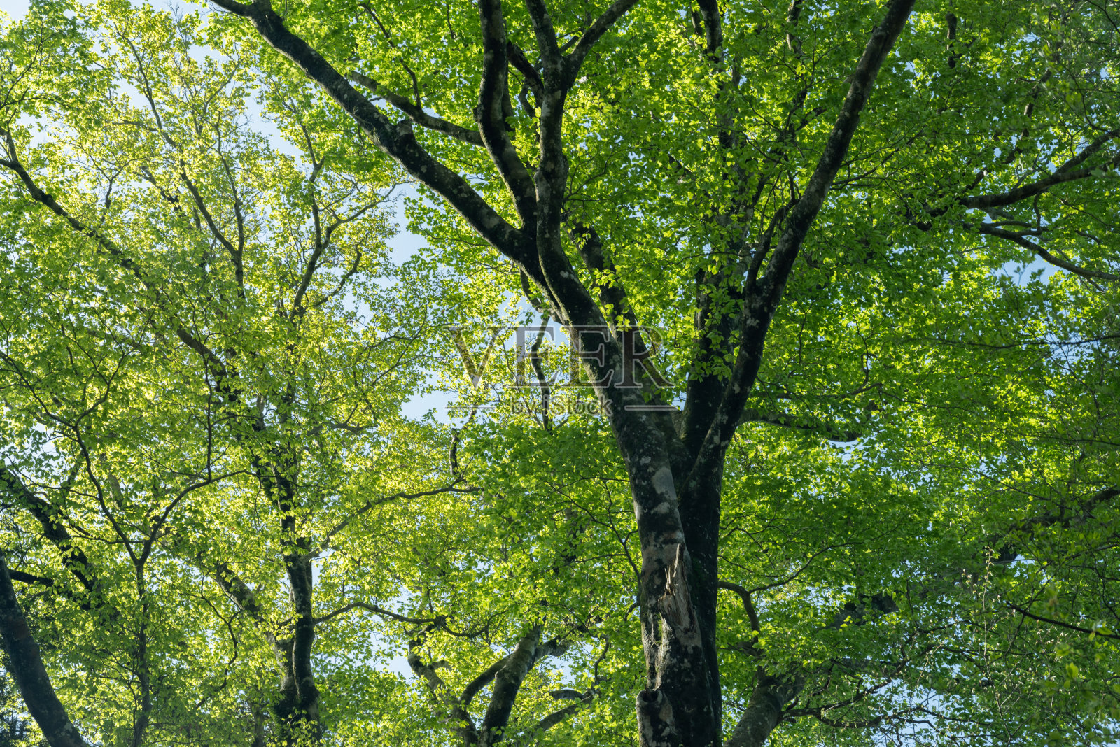 鲜绿的照片摄影图片