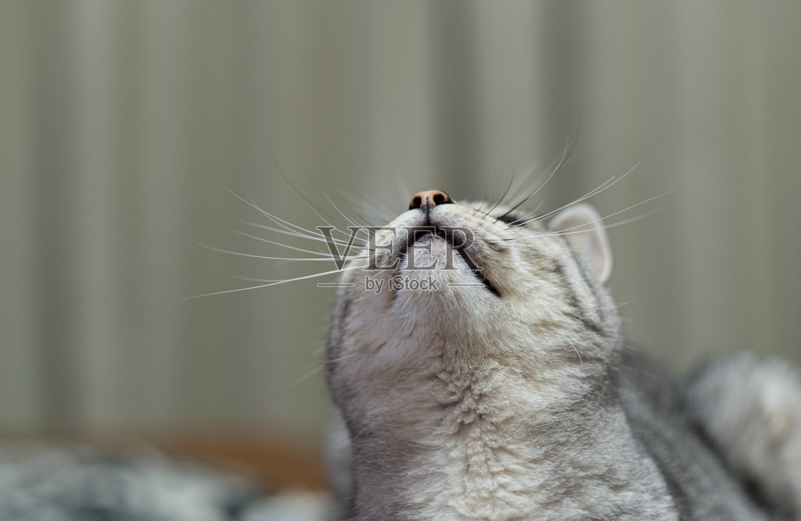 猫抬头照片摄影图片