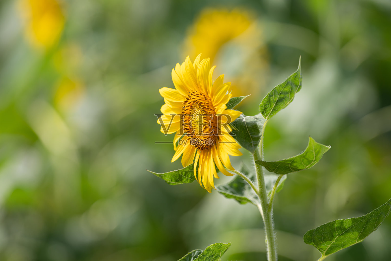 向日葵照片摄影图片