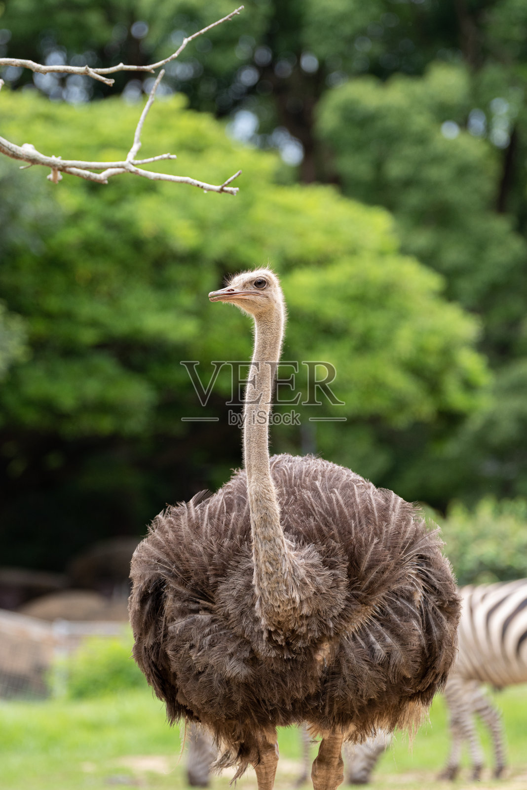 鸵鸟照片摄影图片