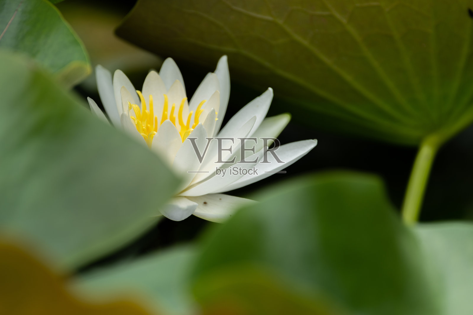 睡莲照片摄影图片