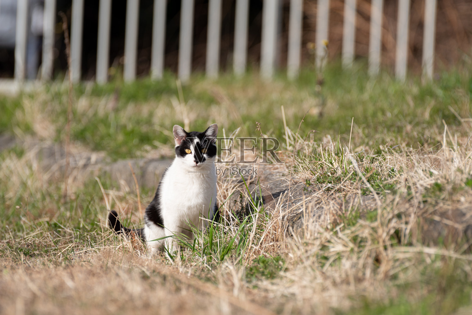 猫照片摄影图片