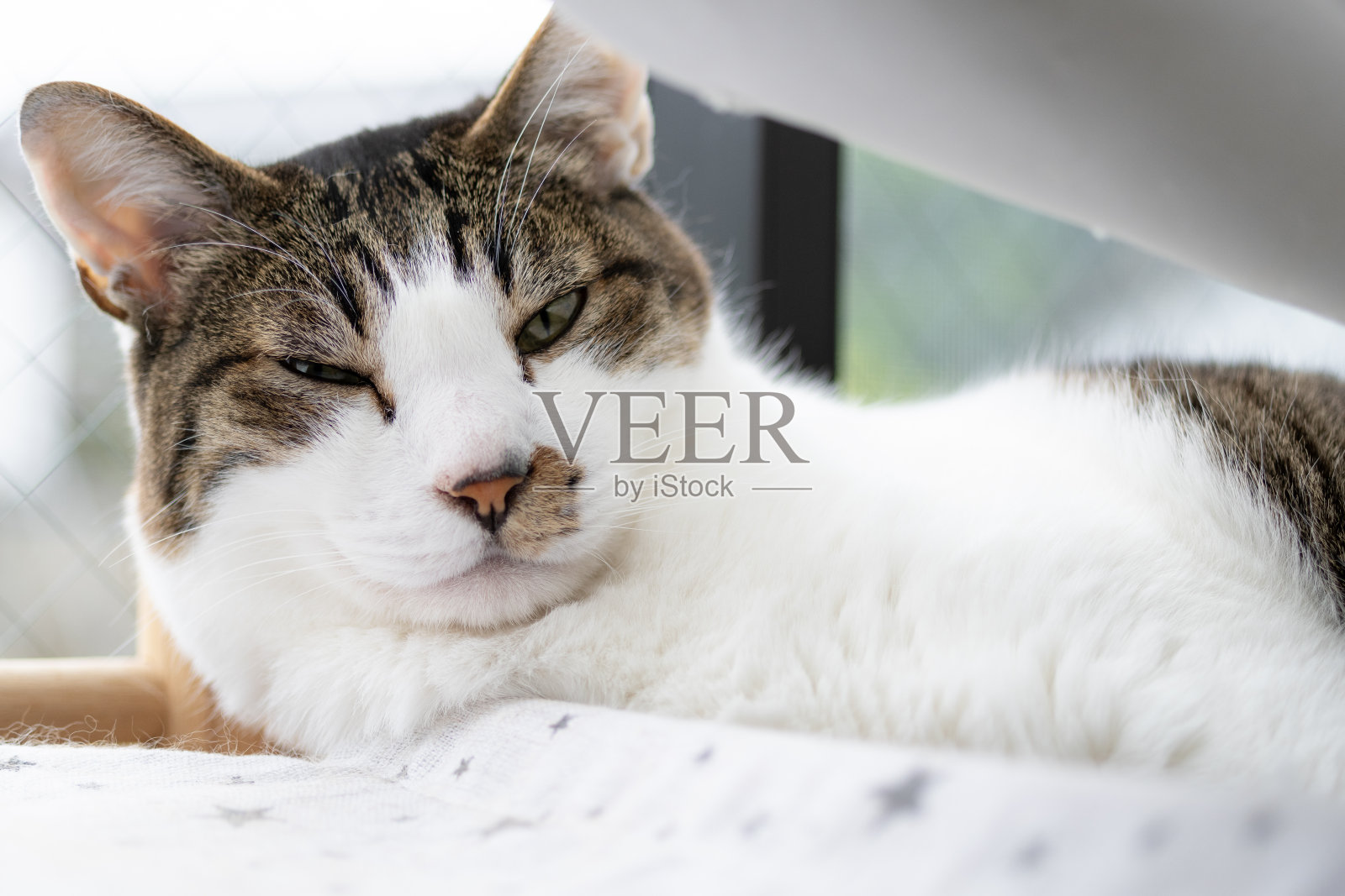 猫照片摄影图片