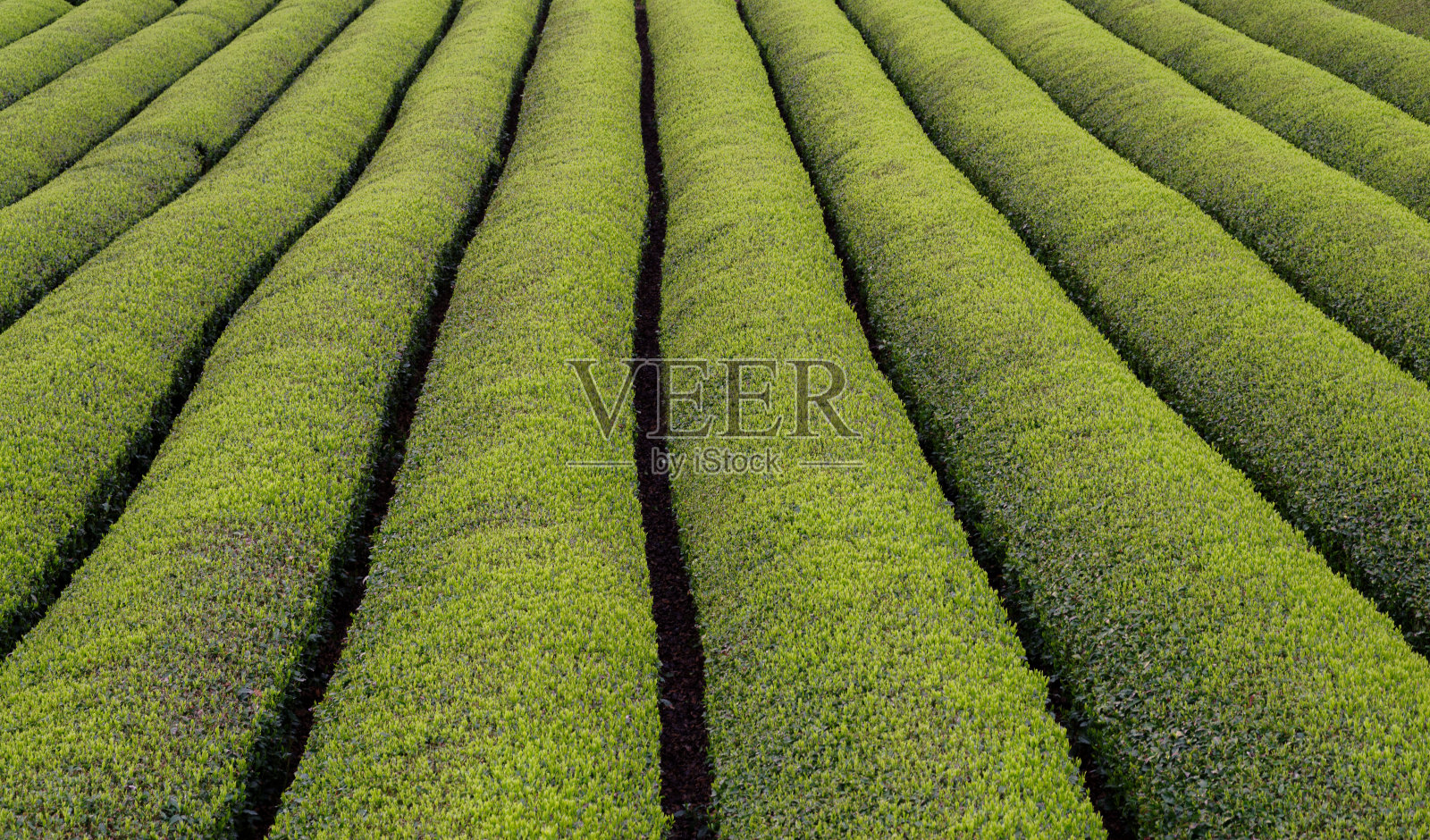 茶园照片摄影图片