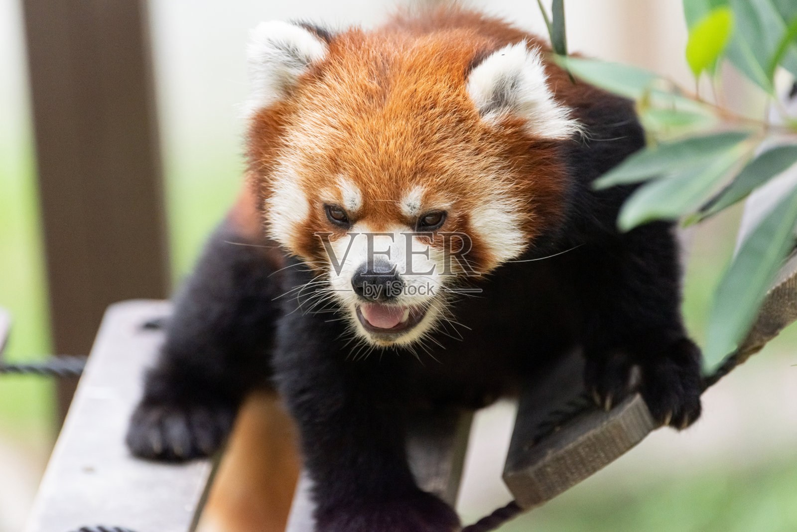 红熊猫照片摄影图片