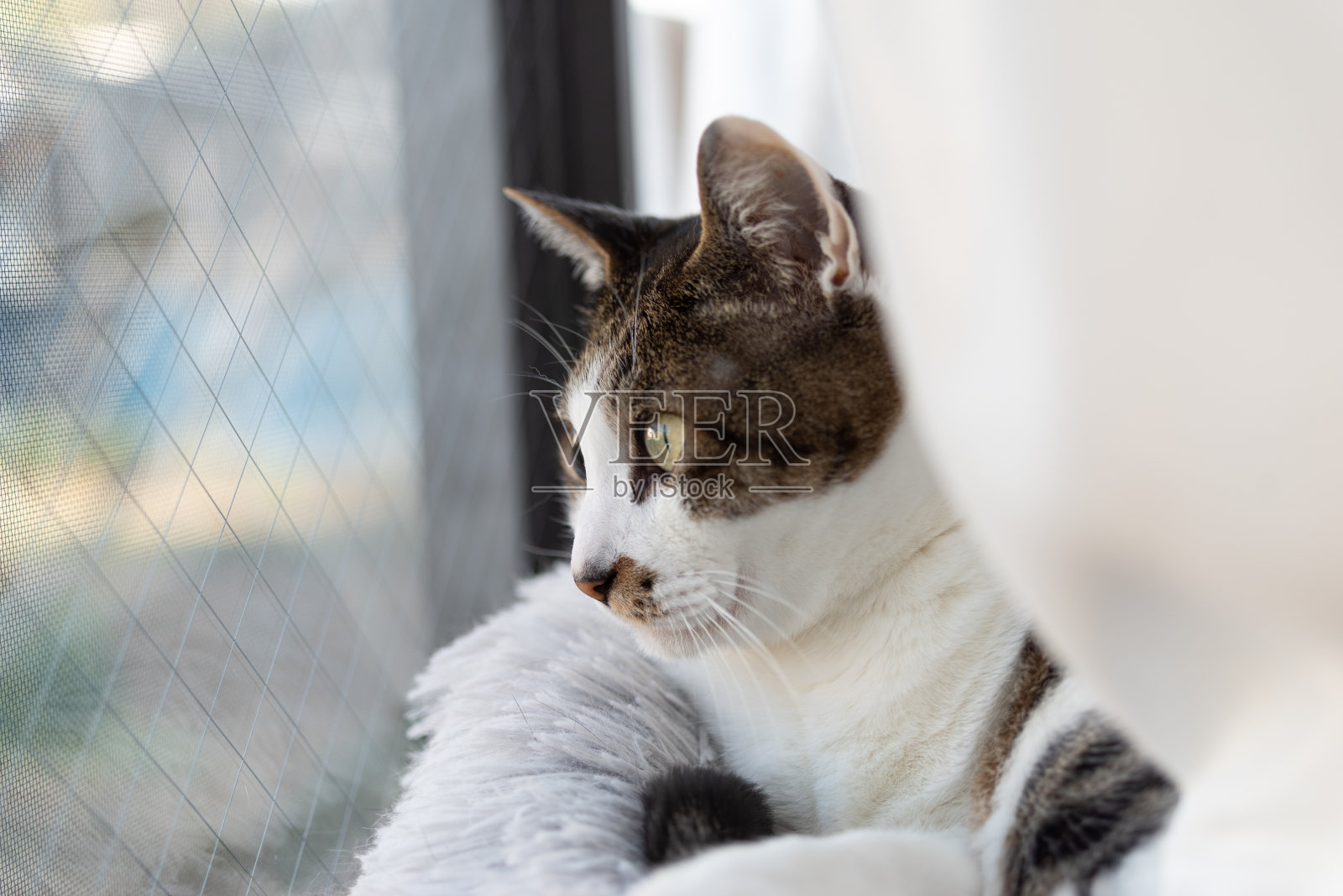 猫照片摄影图片