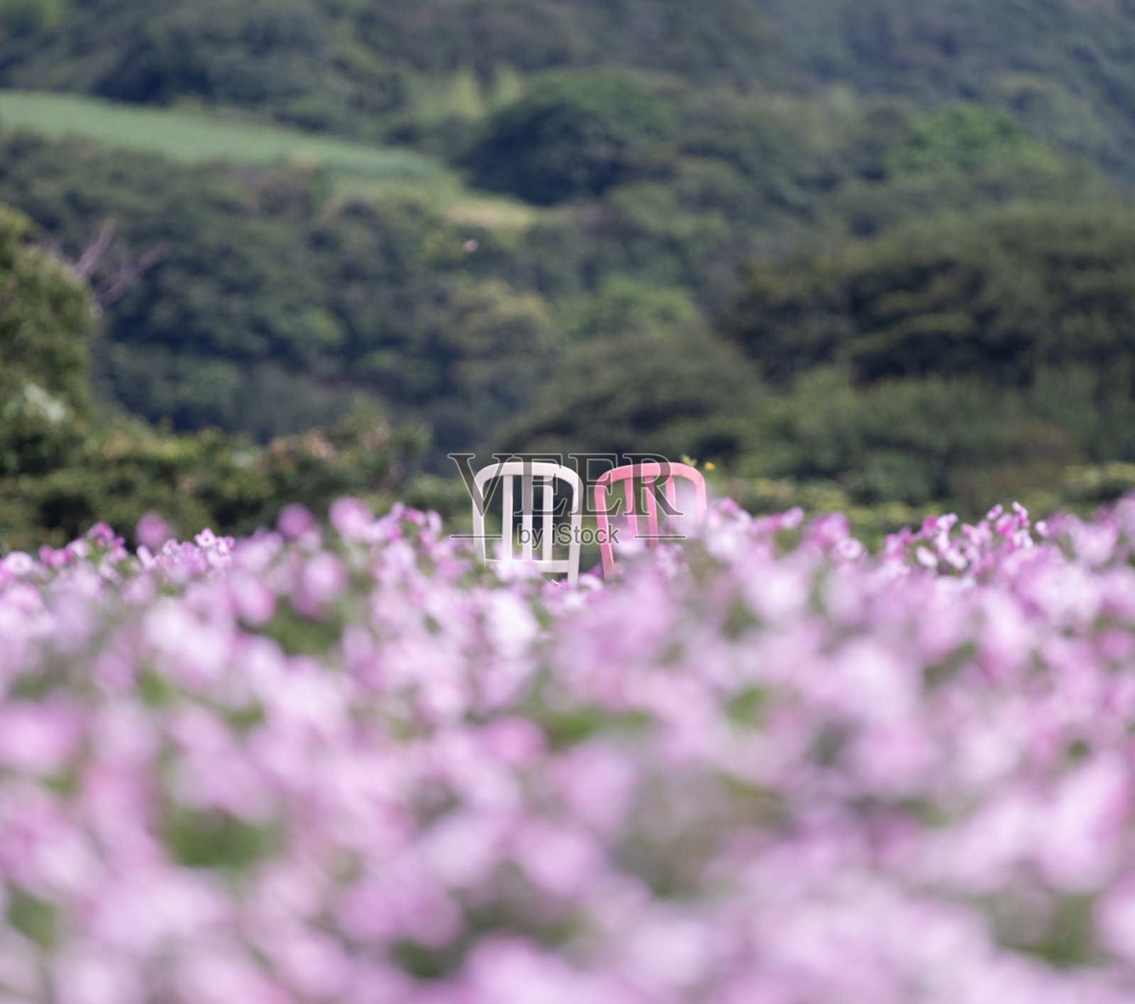 花园照片摄影图片