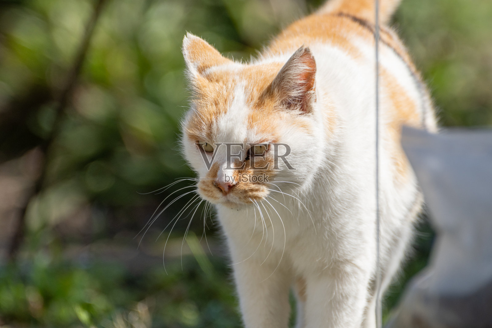 猫照片摄影图片