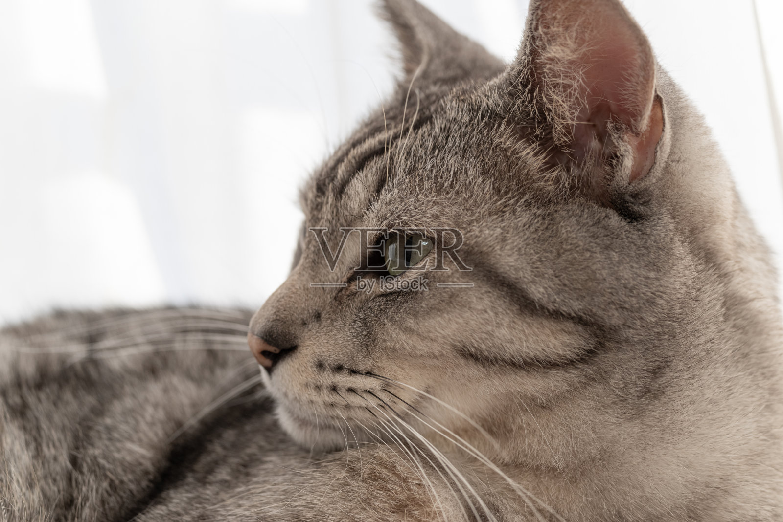 猫照片摄影图片