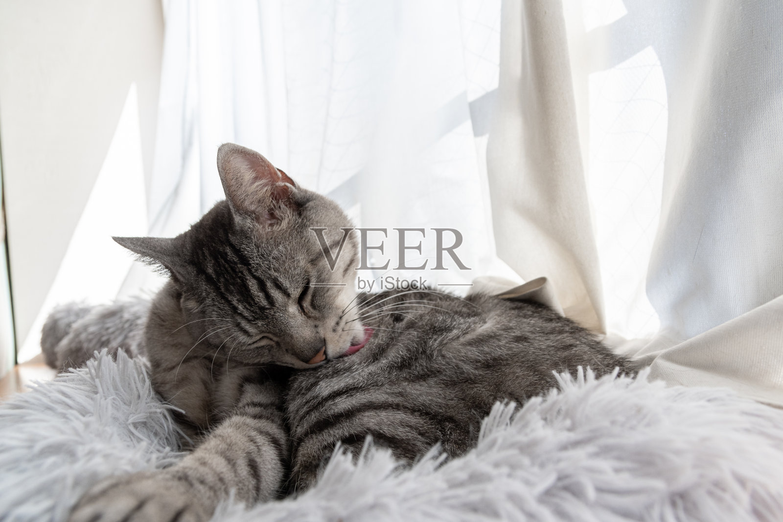 猫照片摄影图片