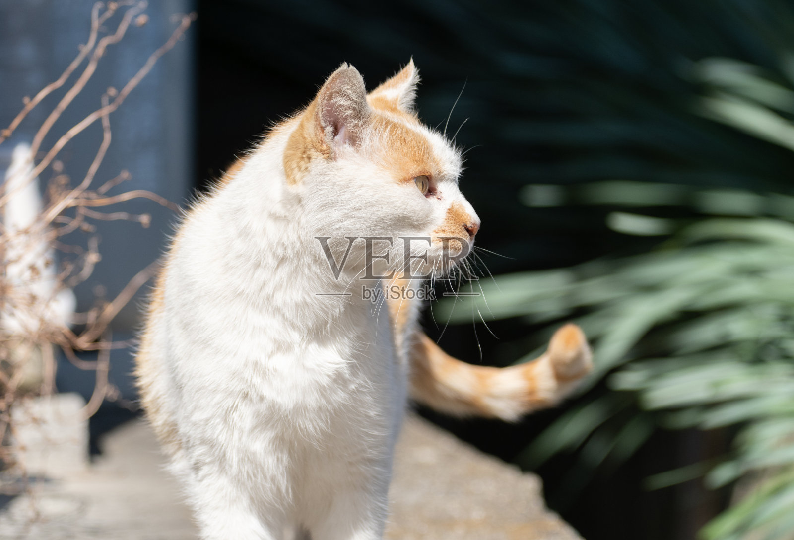 猫照片摄影图片