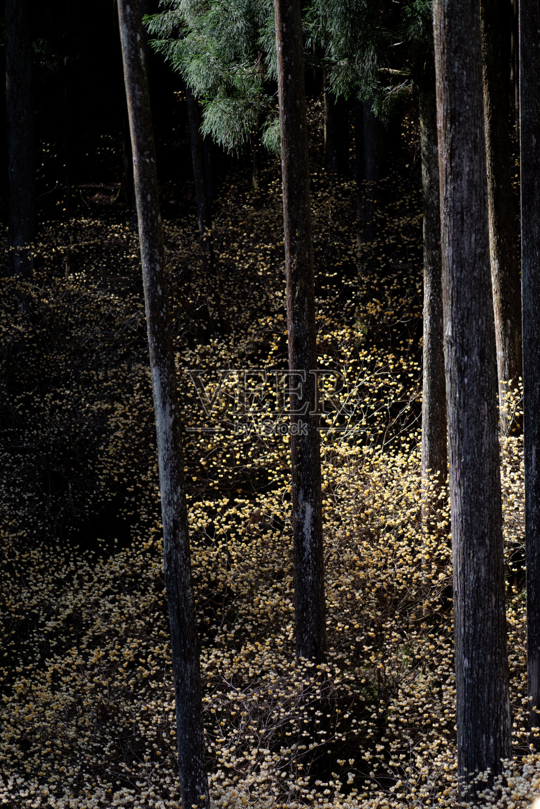 东方纸布什照片摄影图片