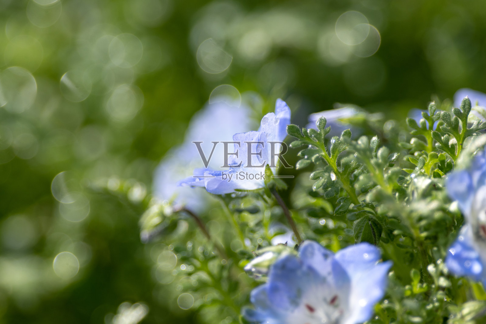 嗜碱性粒细胞照片摄影图片