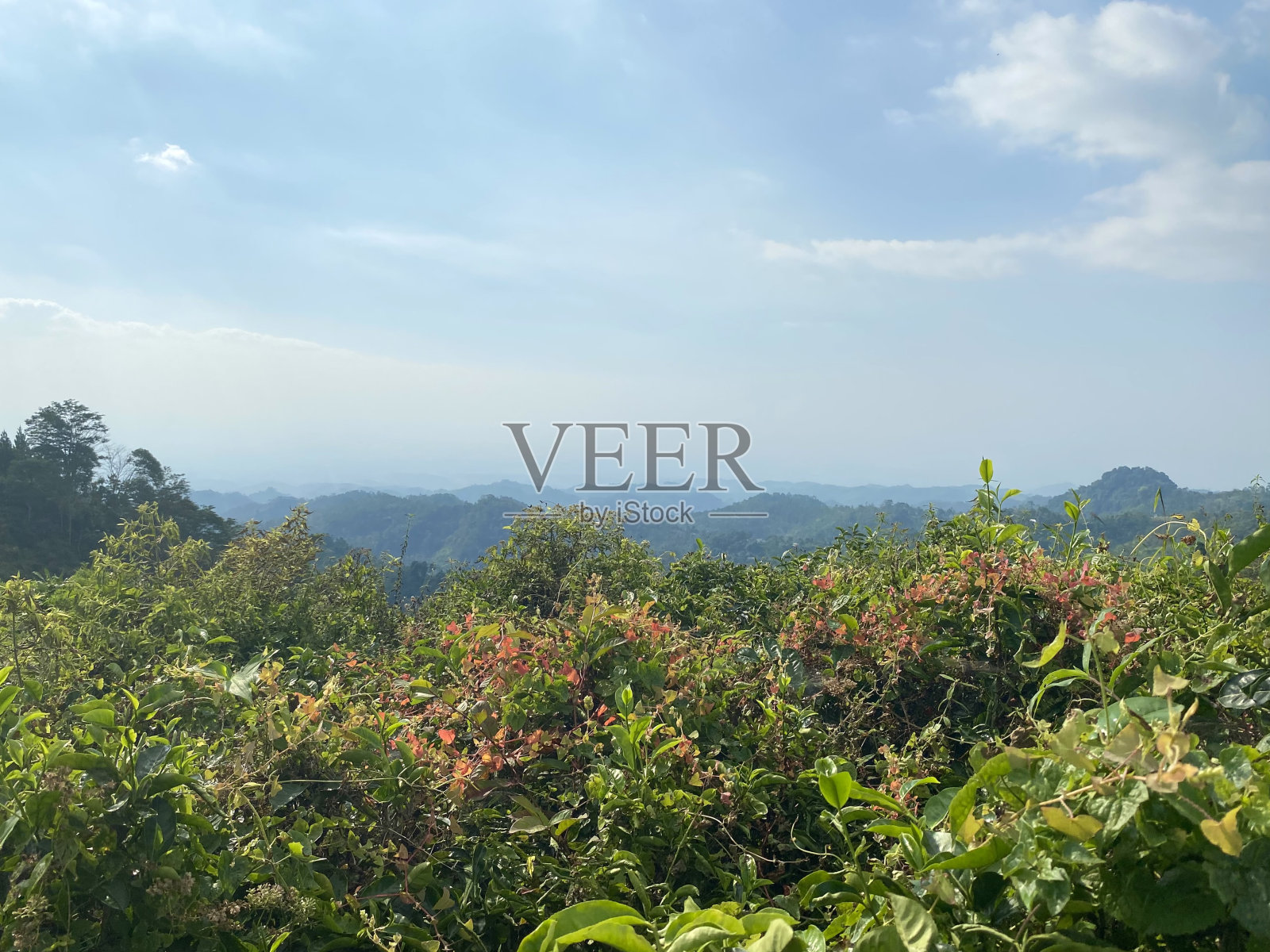 白天靠近美丽的山间自然的茶园照片摄影图片