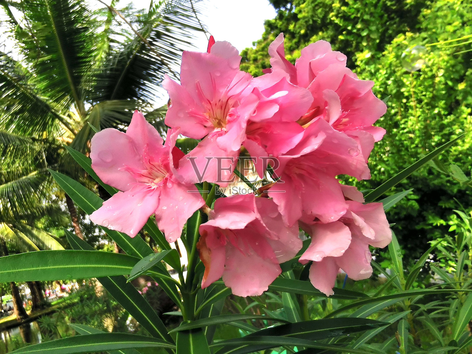 夹竹桃或夹竹桃照片摄影图片