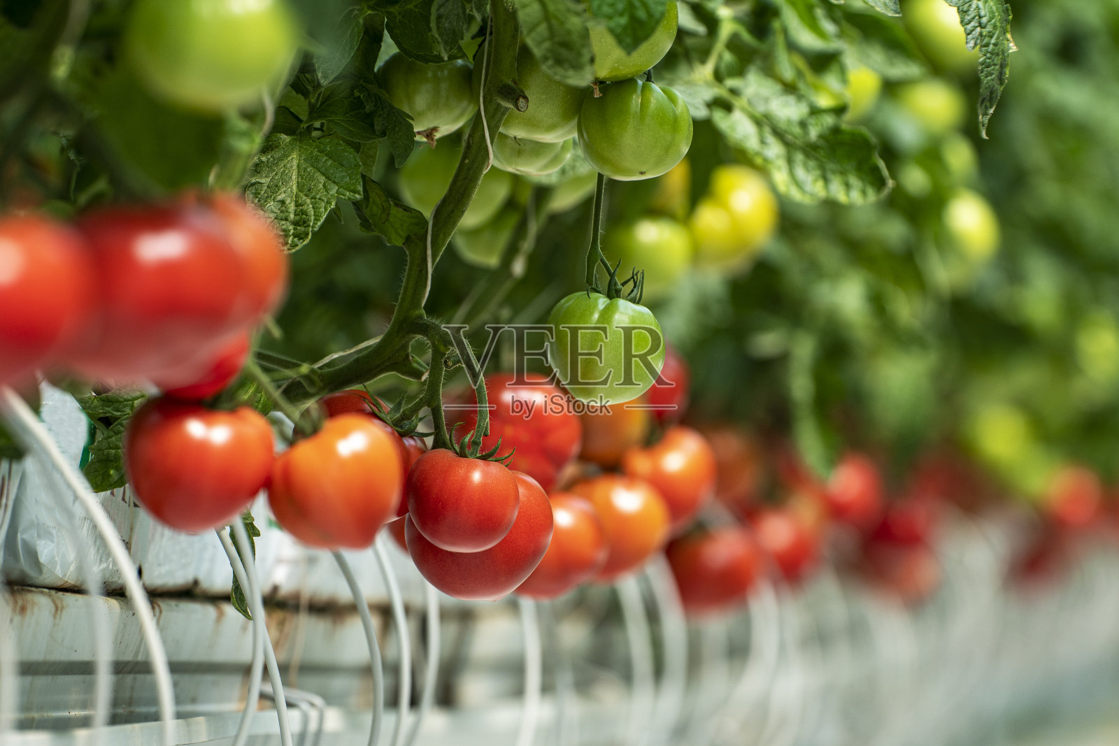 温室种植的有机番茄照片摄影图片