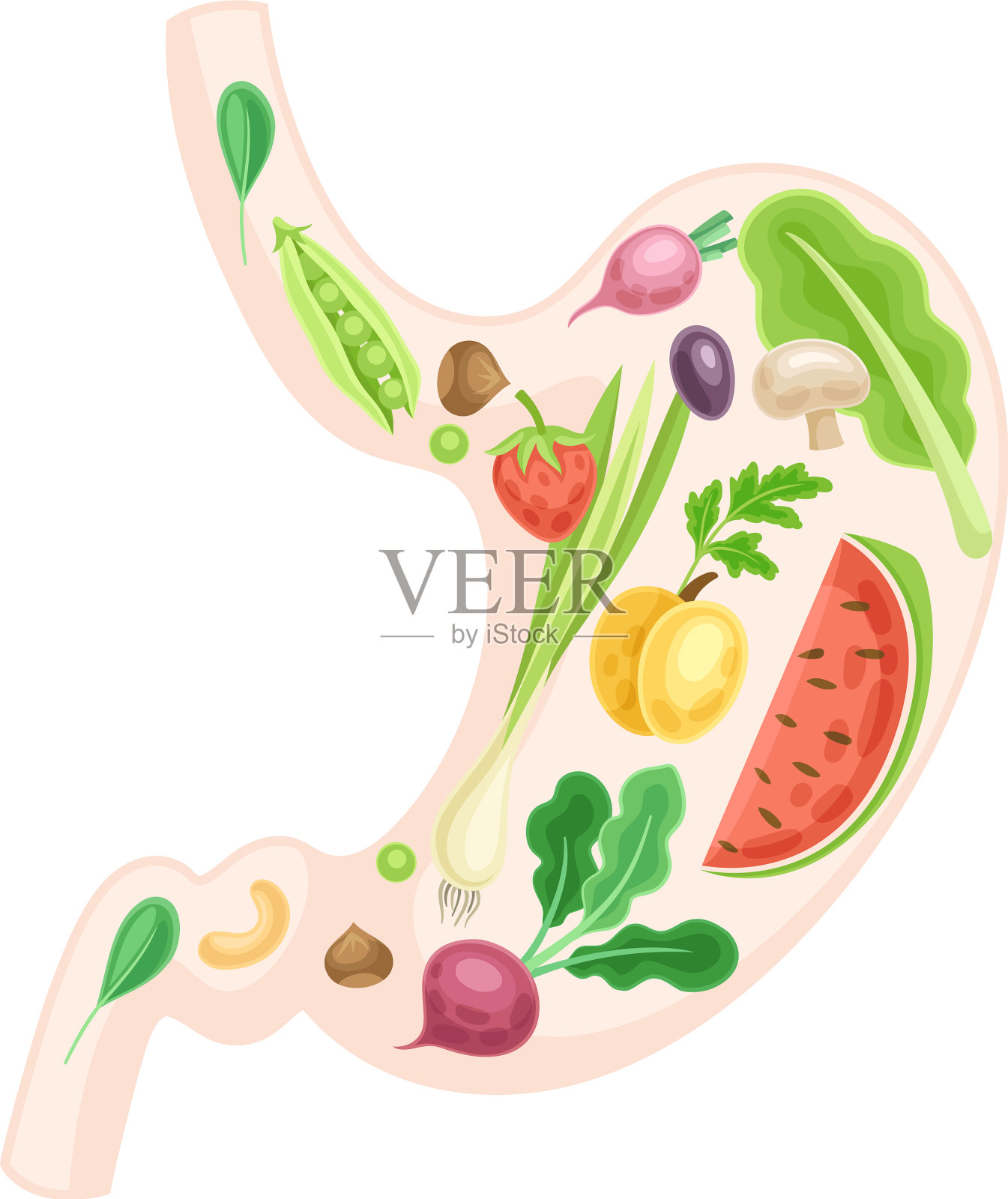 解剖胃与水果和蔬菜插画图片素材