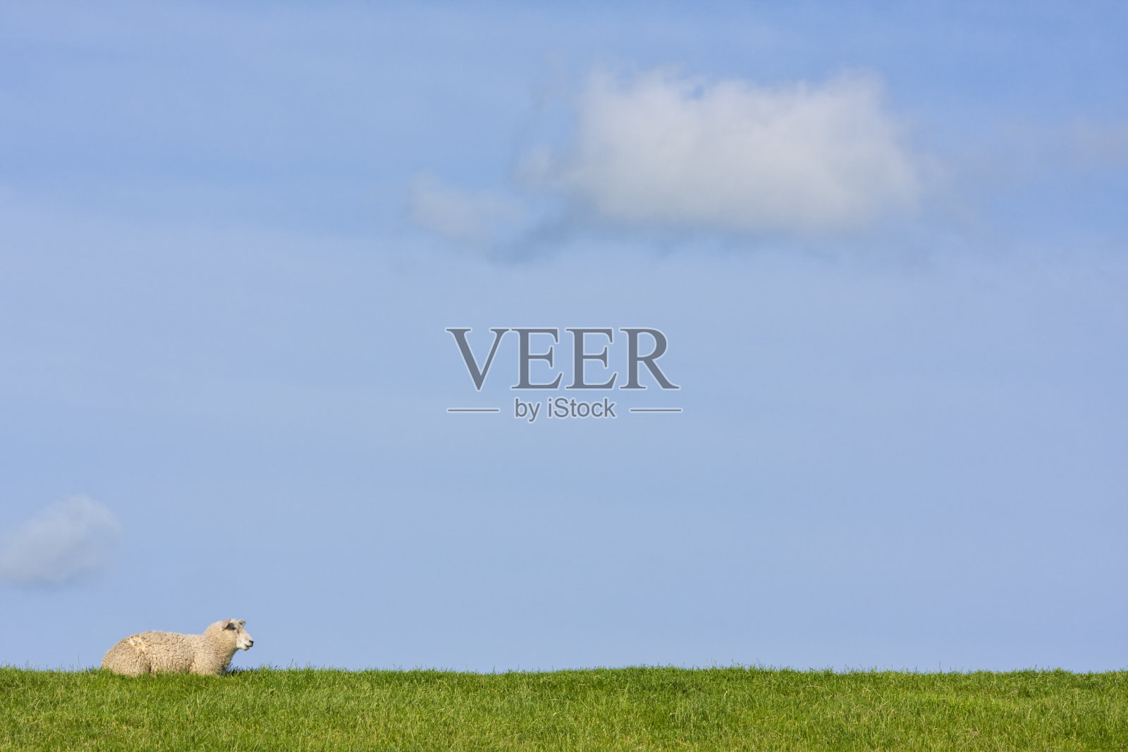 蓝天下的堤坝上的羊照片摄影图片