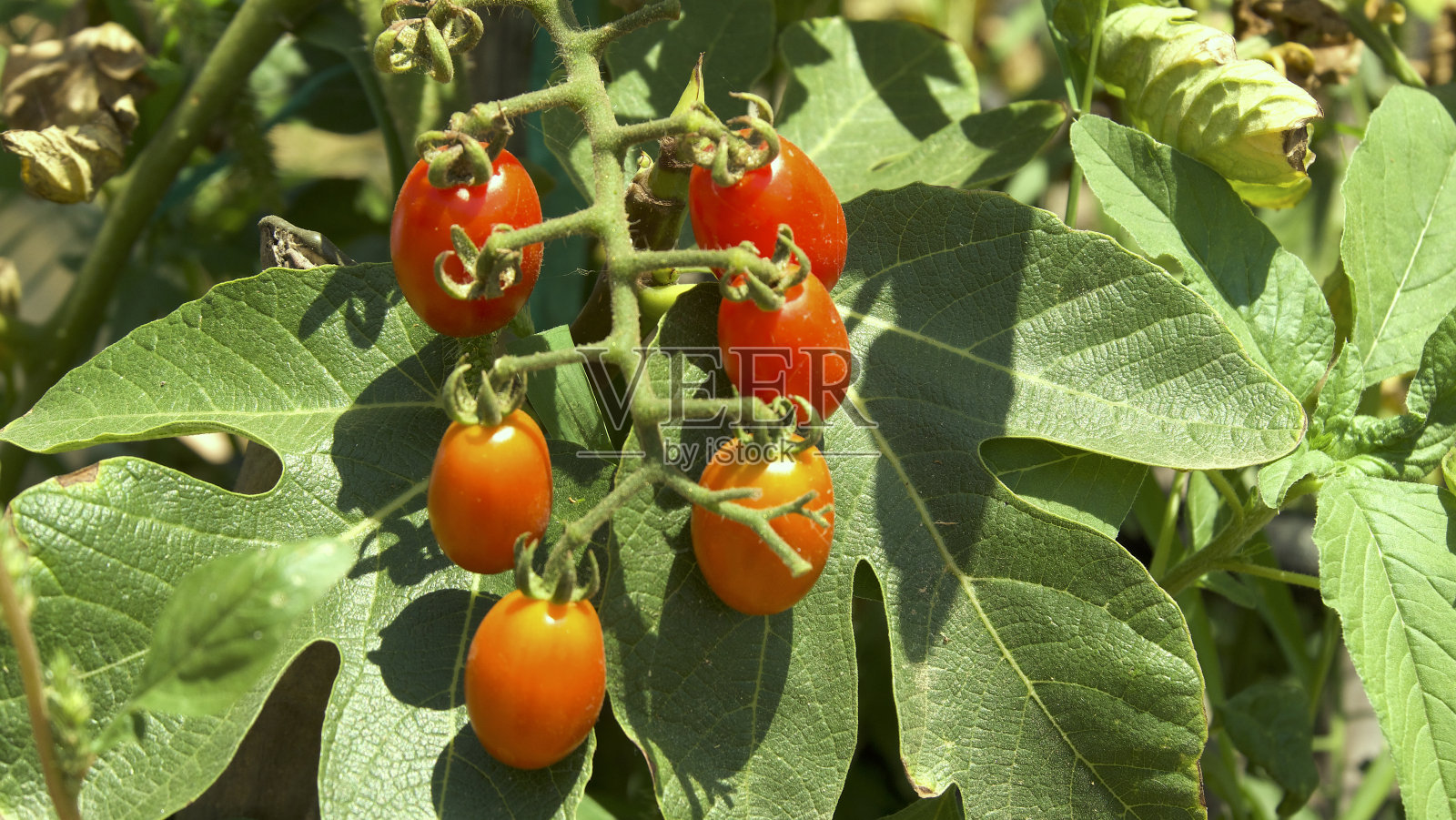 一丛成熟的圣女果照片摄影图片