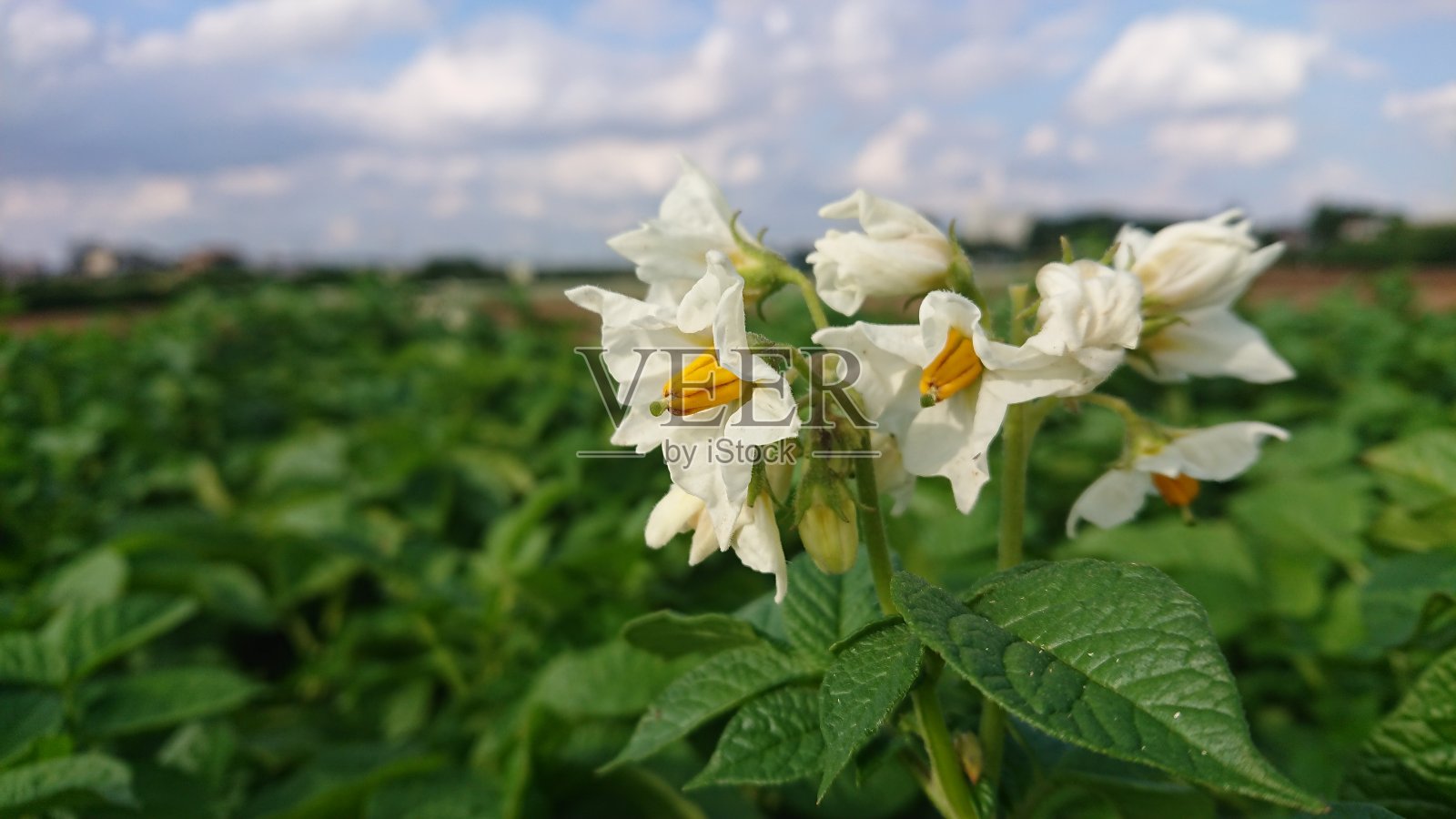 土豆照片摄影图片